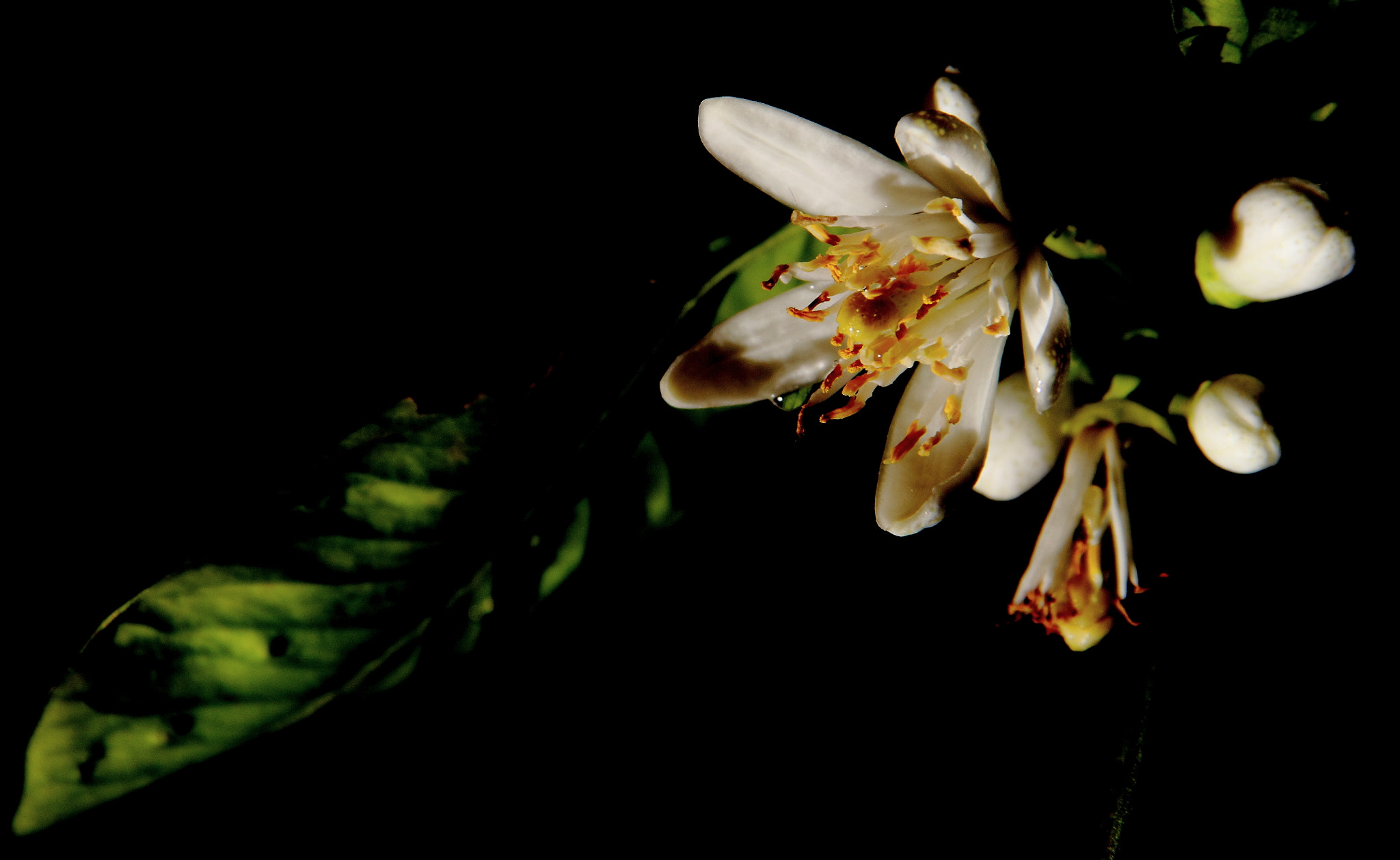 Canon EF-S 18-135mm F3.5-5.6 IS sample photo. Fiore bianco photography