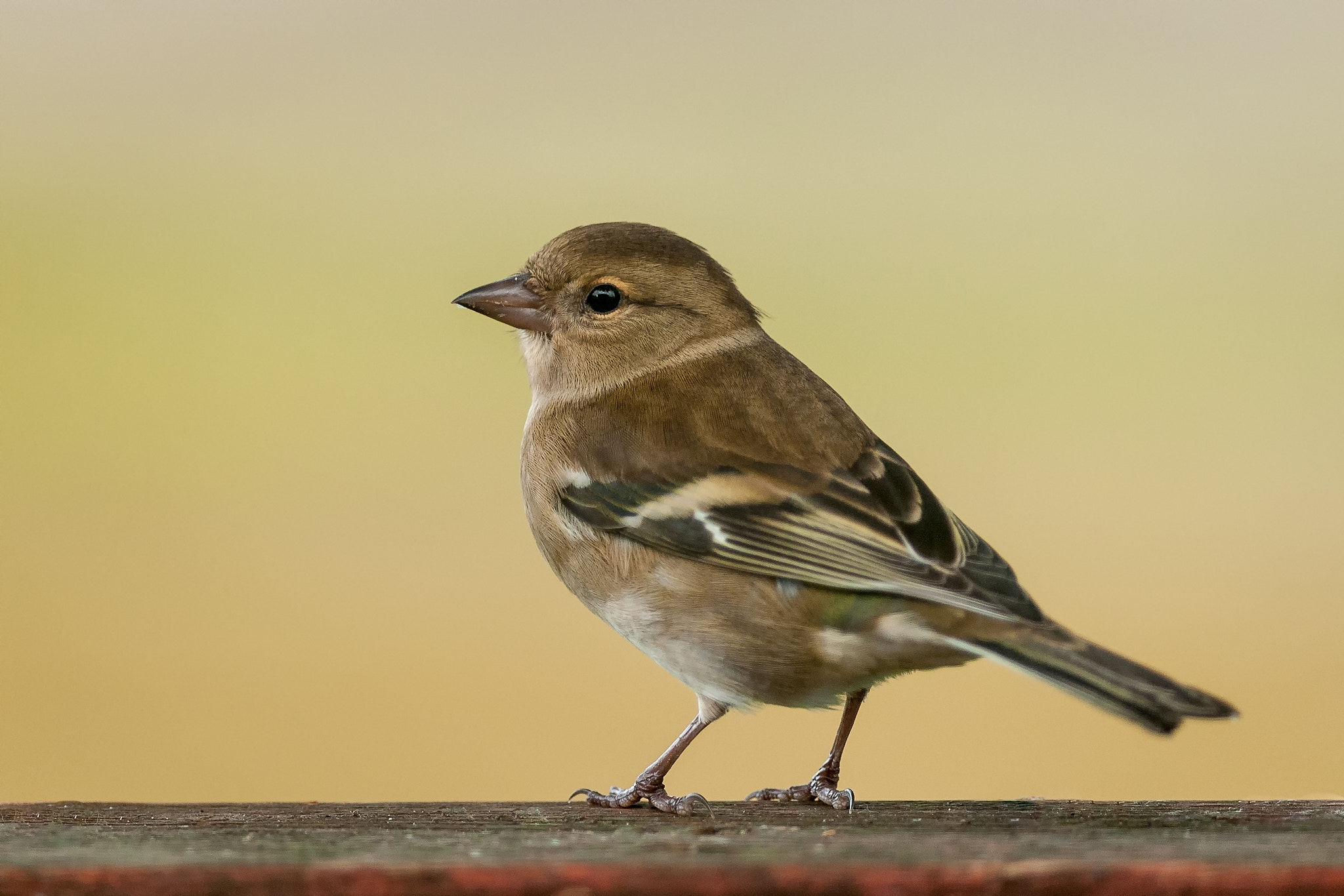 Nikon AF-S Nikkor 300mm F4D ED-IF sample photo. Chaffinch (fringilla coelebs) female photography