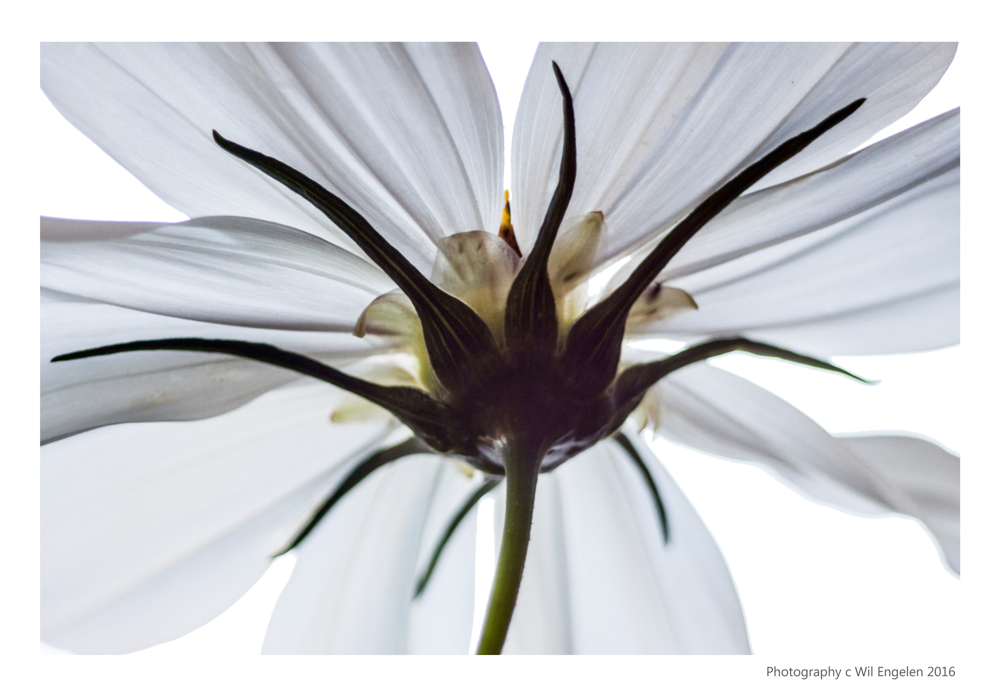 Canon EF 80-200mm F4.5-5.6 II sample photo. Bloem photography