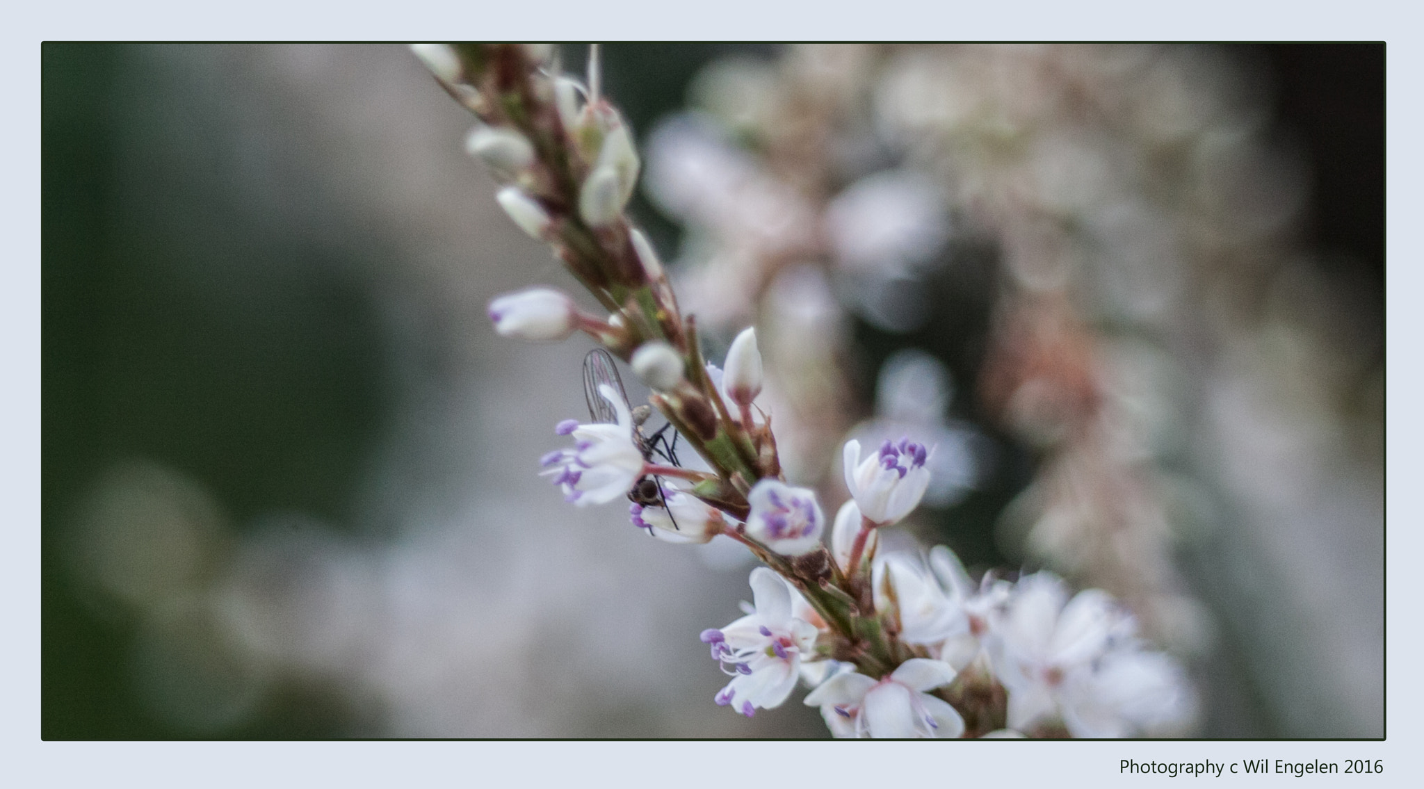 Canon EF 80-200mm F4.5-5.6 II sample photo. Little fly photography