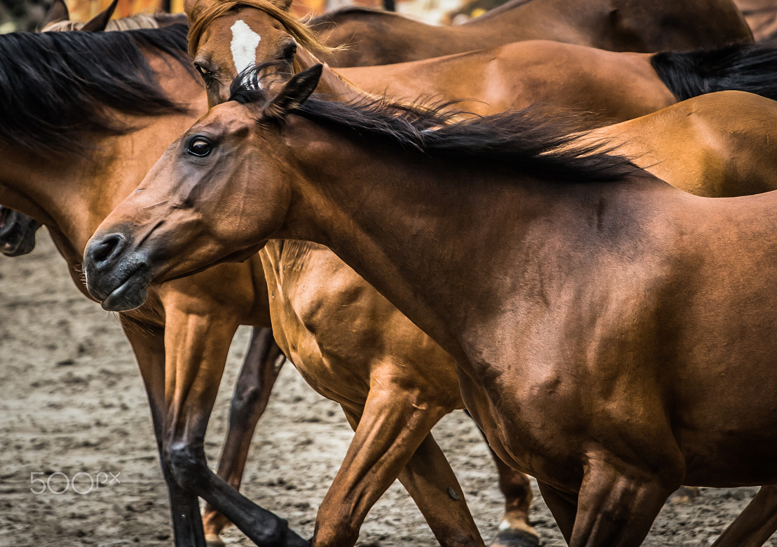 Canon EOS 30D + Canon EF 70-200mm F4L USM sample photo. Gallop photography