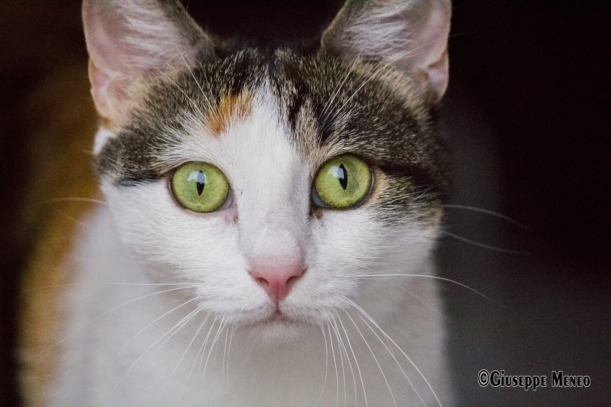 Canon EF-S 55-250mm F4-5.6 IS sample photo. Carolina photography
