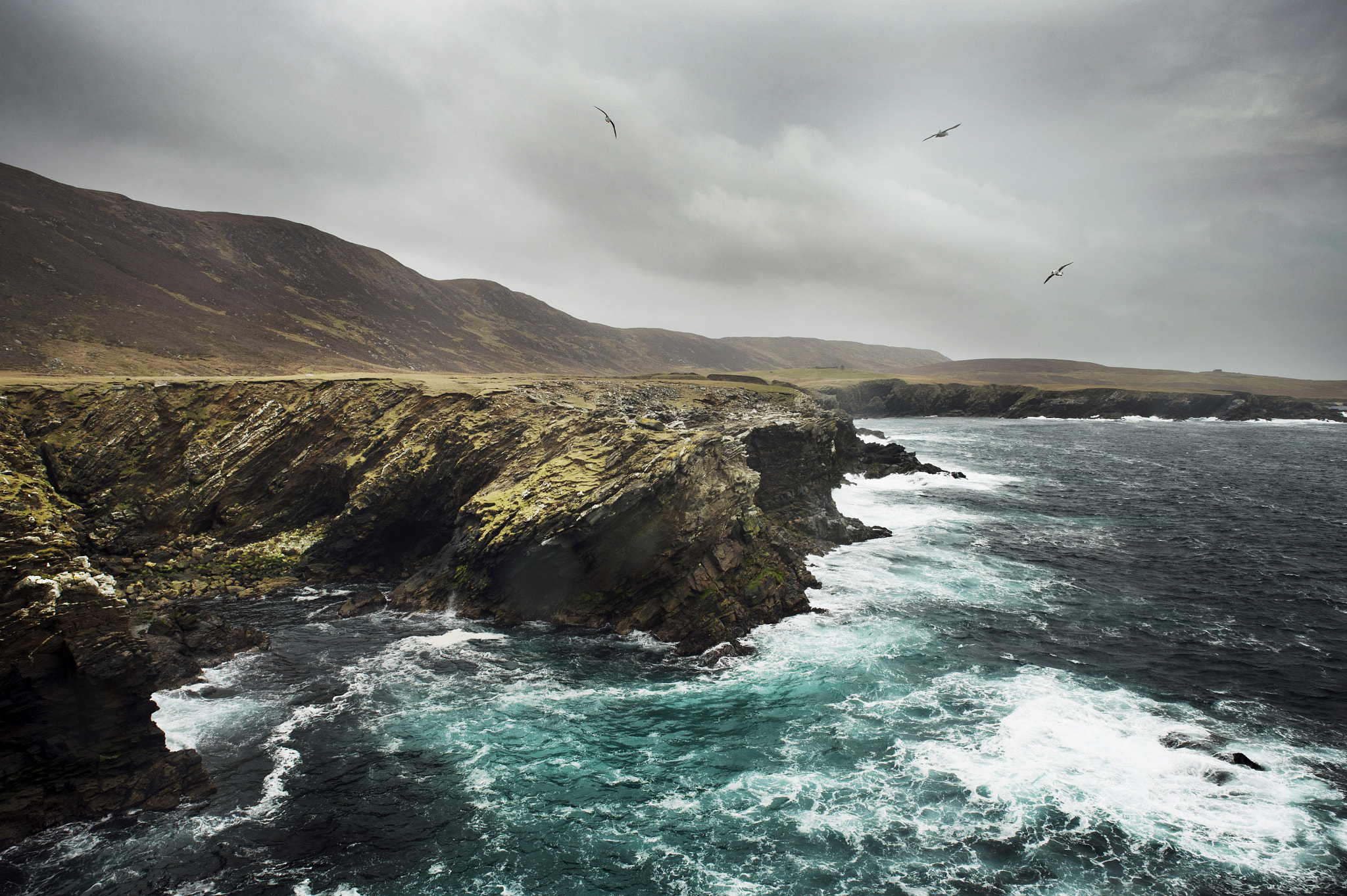Nikon Df sample photo. Birds in the wind photography