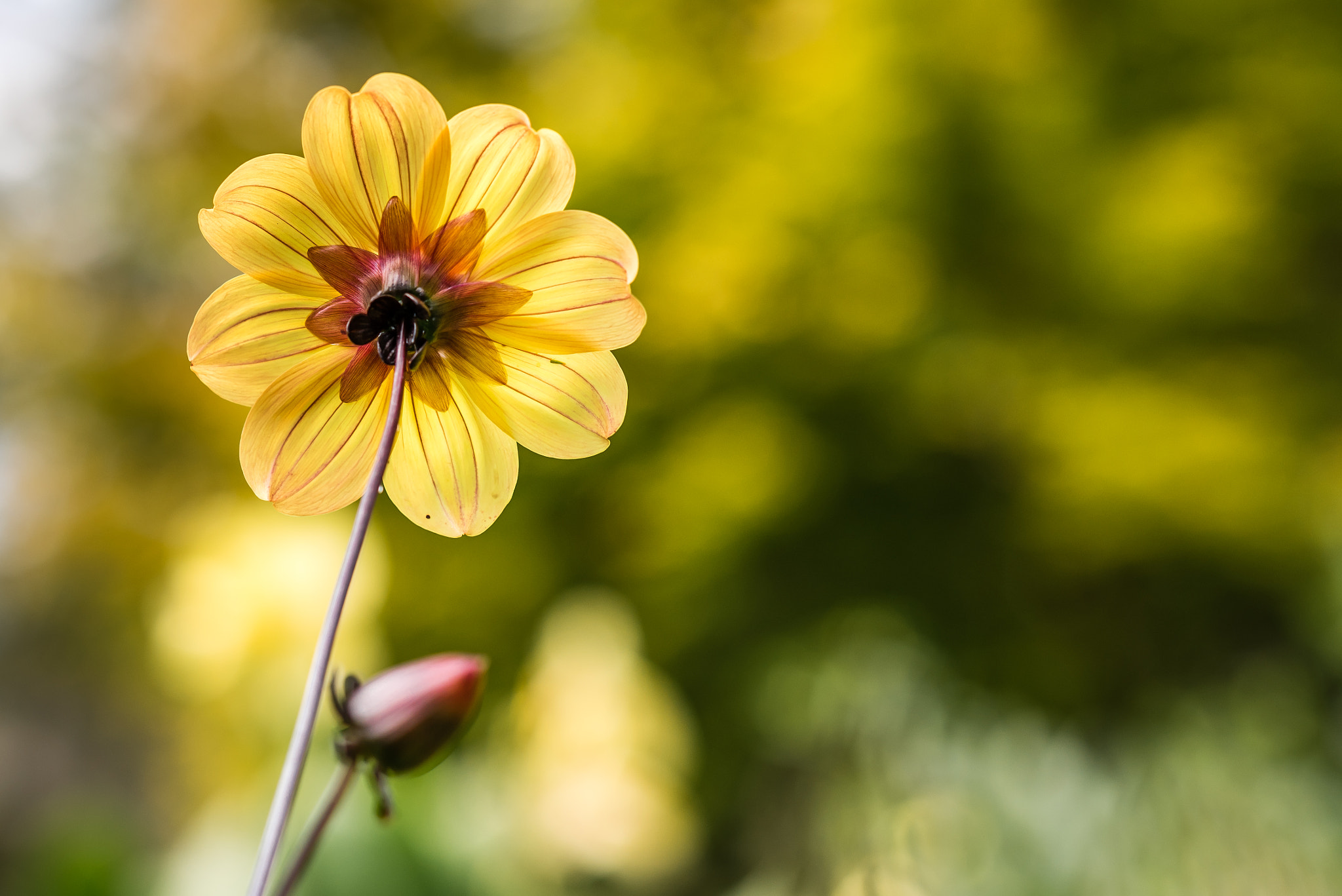 Nikon D810 + Zeiss Milvus 85mm f/1.4 sample photo. Shine on photography