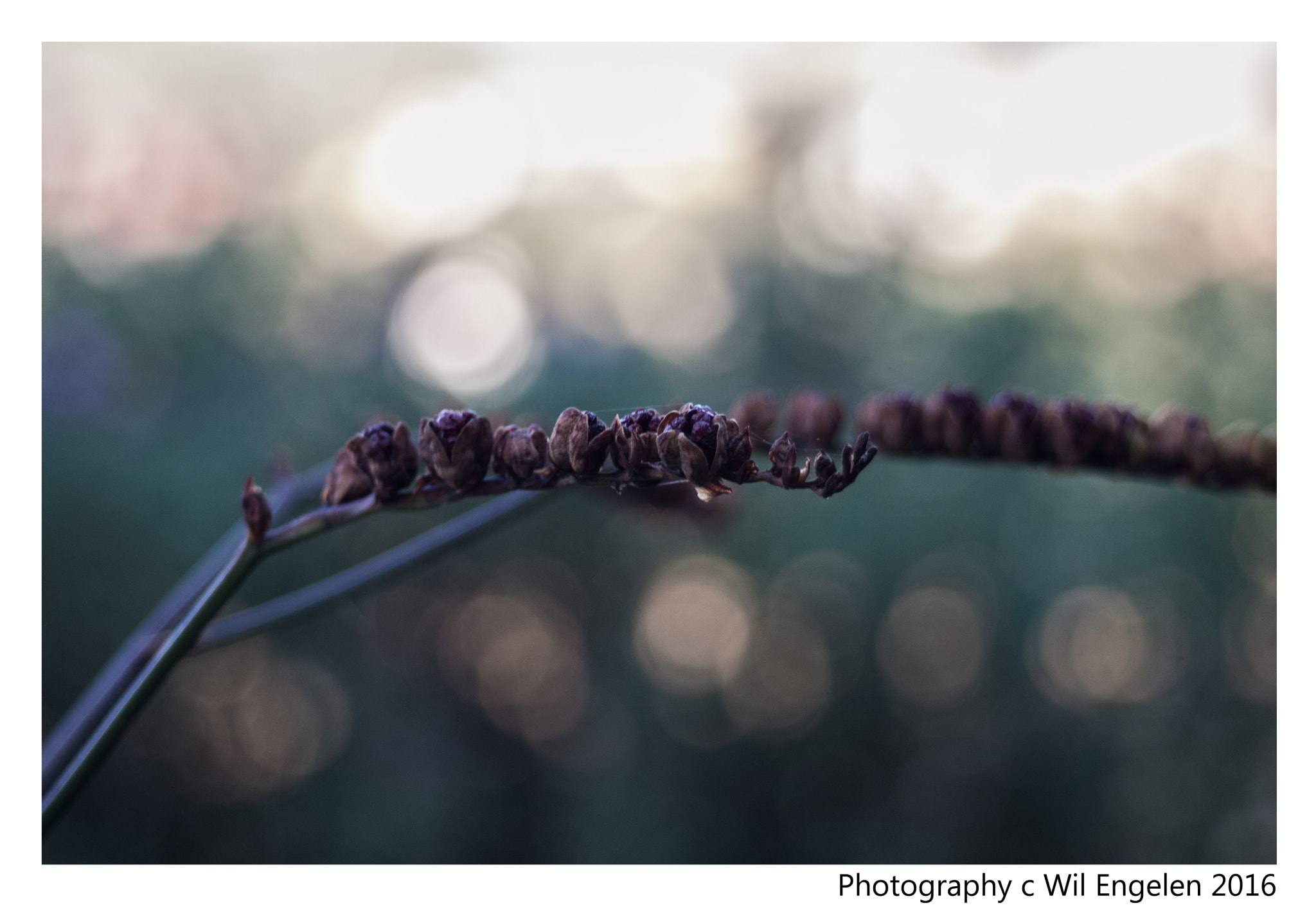 Canon EF 80-200mm F4.5-5.6 II sample photo. Flower photography