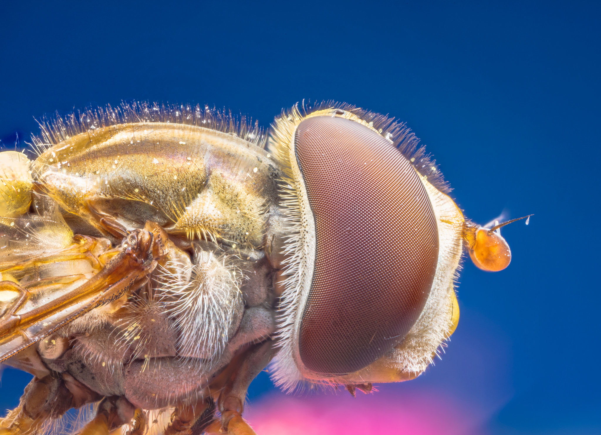 Canon EOS 5DS + Canon MP-E 65mm F2.5 1-5x Macro Photo sample photo. Fly photography