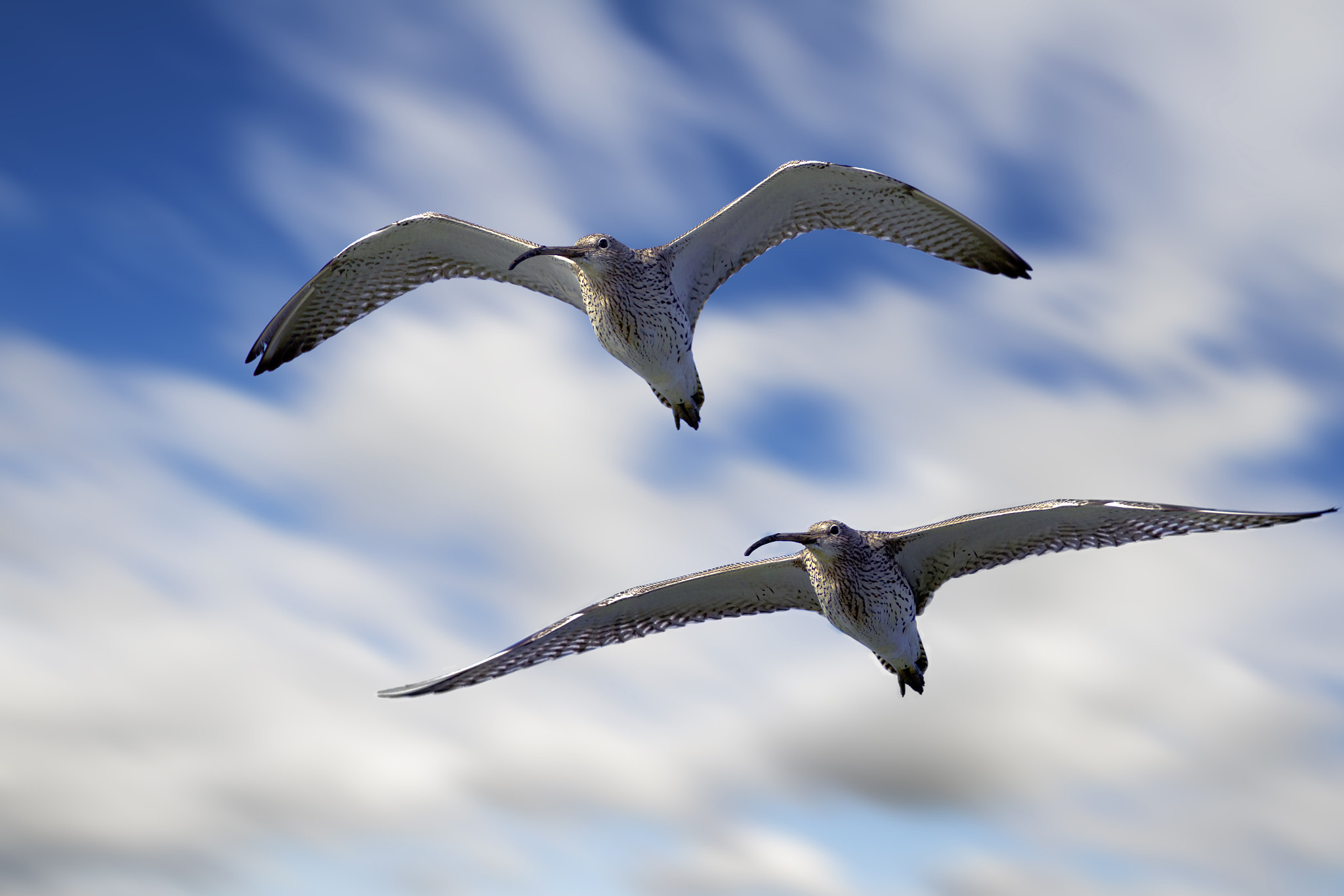 Sigma 8-16mm F4.5-5.6 DC HSM sample photo. Eurasian curlew photography