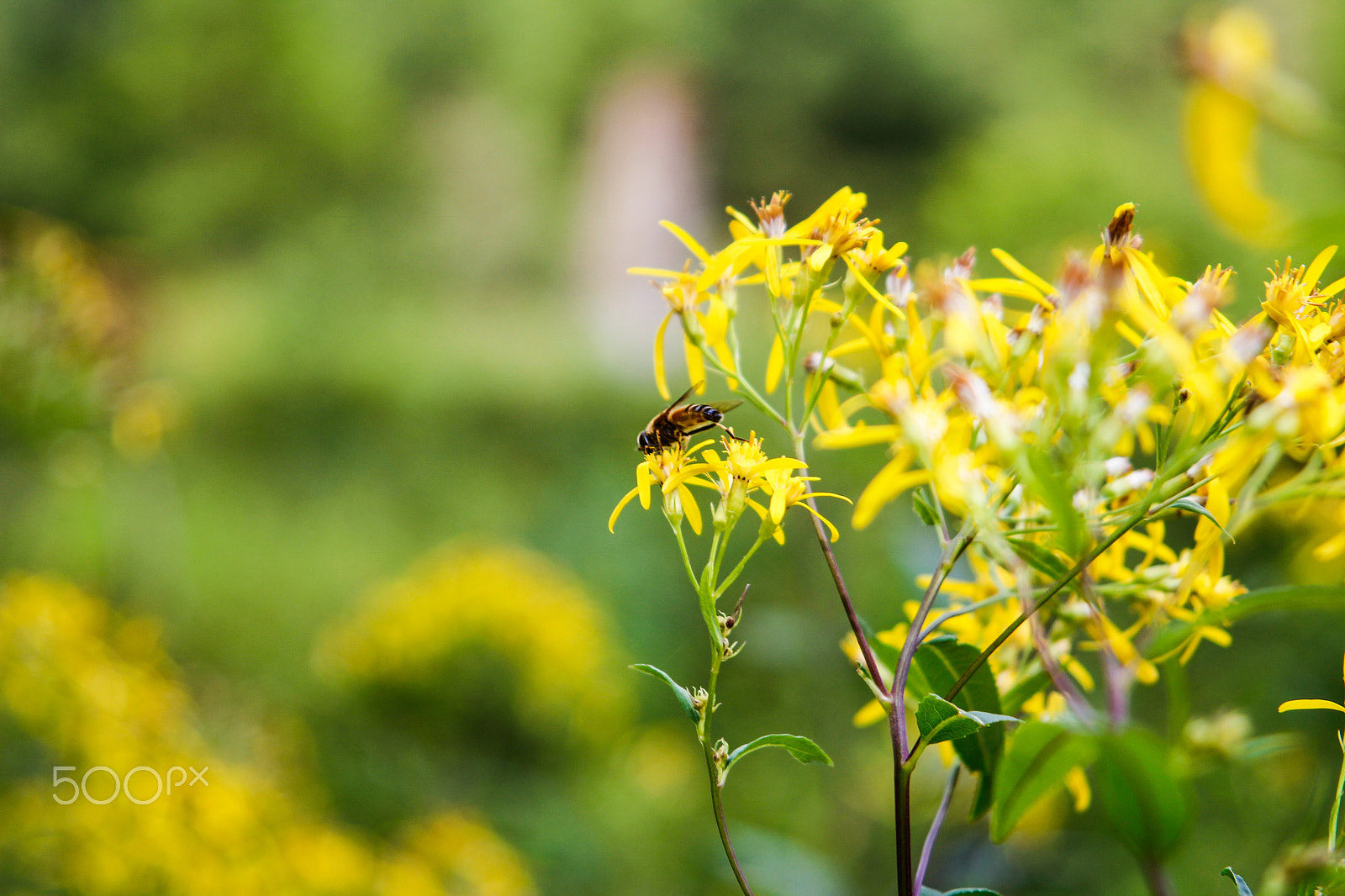 Canon EF 24-85mm F3.5-4.5 USM sample photo. Small_things_1 photography