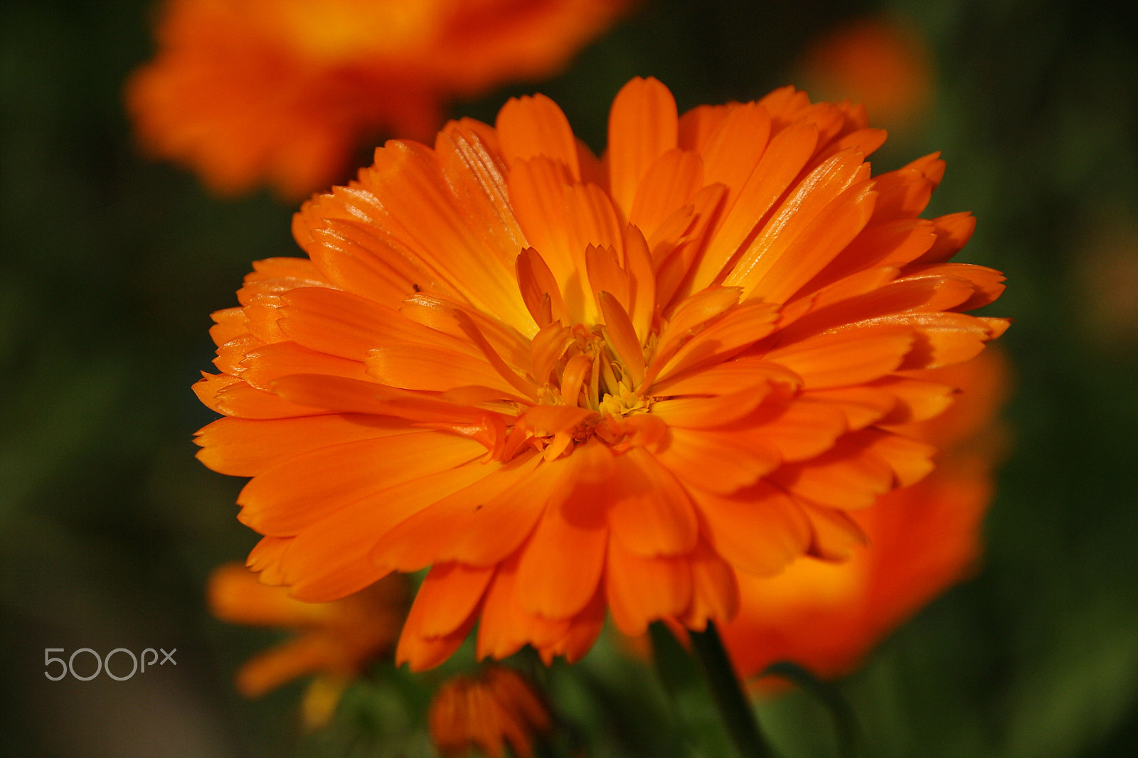 Canon EOS 1000D (EOS Digital Rebel XS / EOS Kiss F) sample photo. Calendula officinalis photography