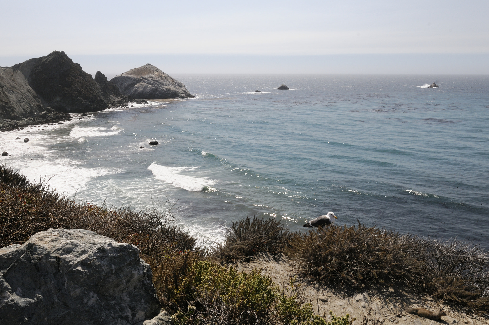 Nikon AF-S Nikkor 14-24mm F2.8G ED sample photo. California - pacific coast - piedras blancas - 01 photography