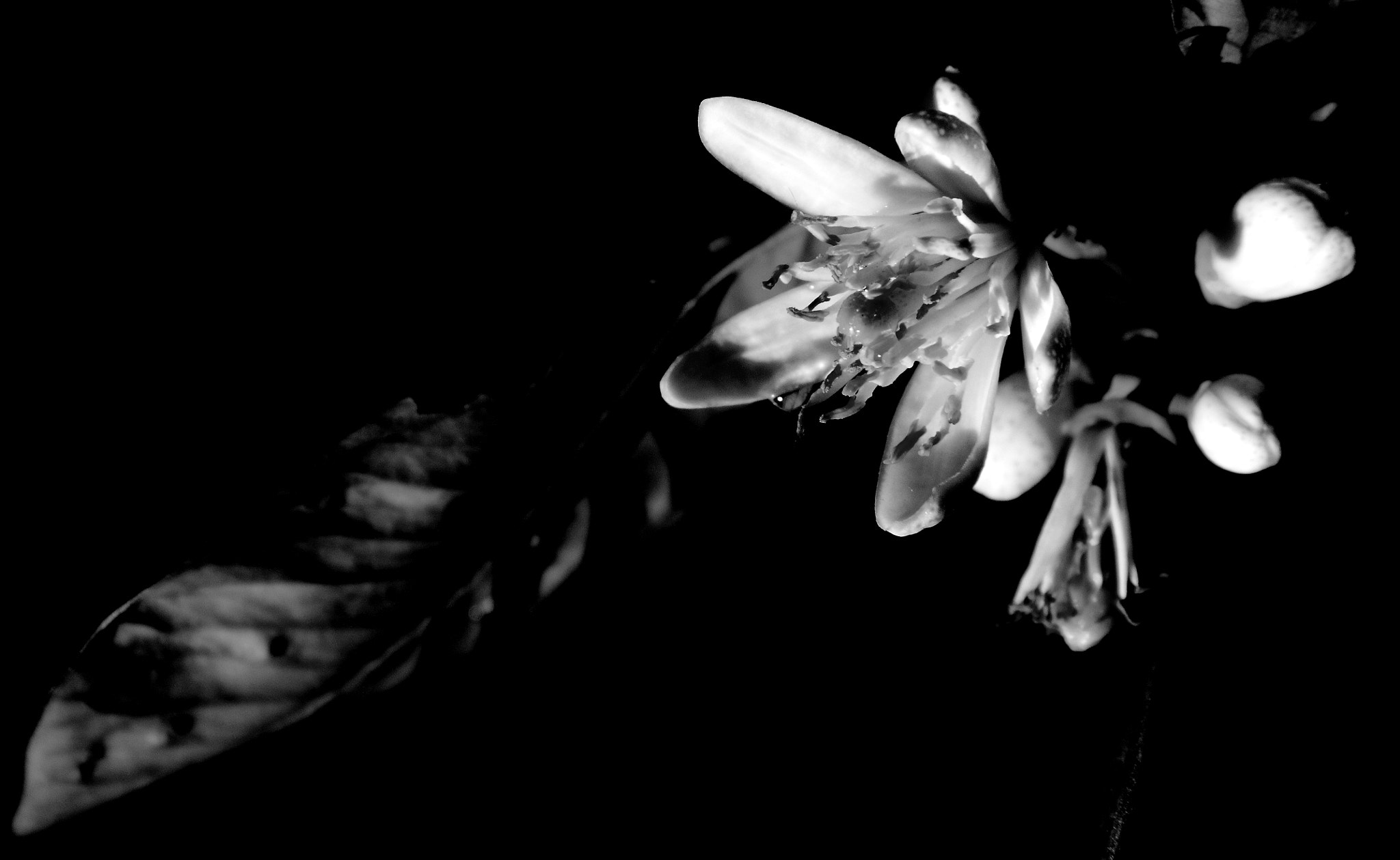 Canon EF-S 18-135mm F3.5-5.6 IS sample photo. Fiore photography