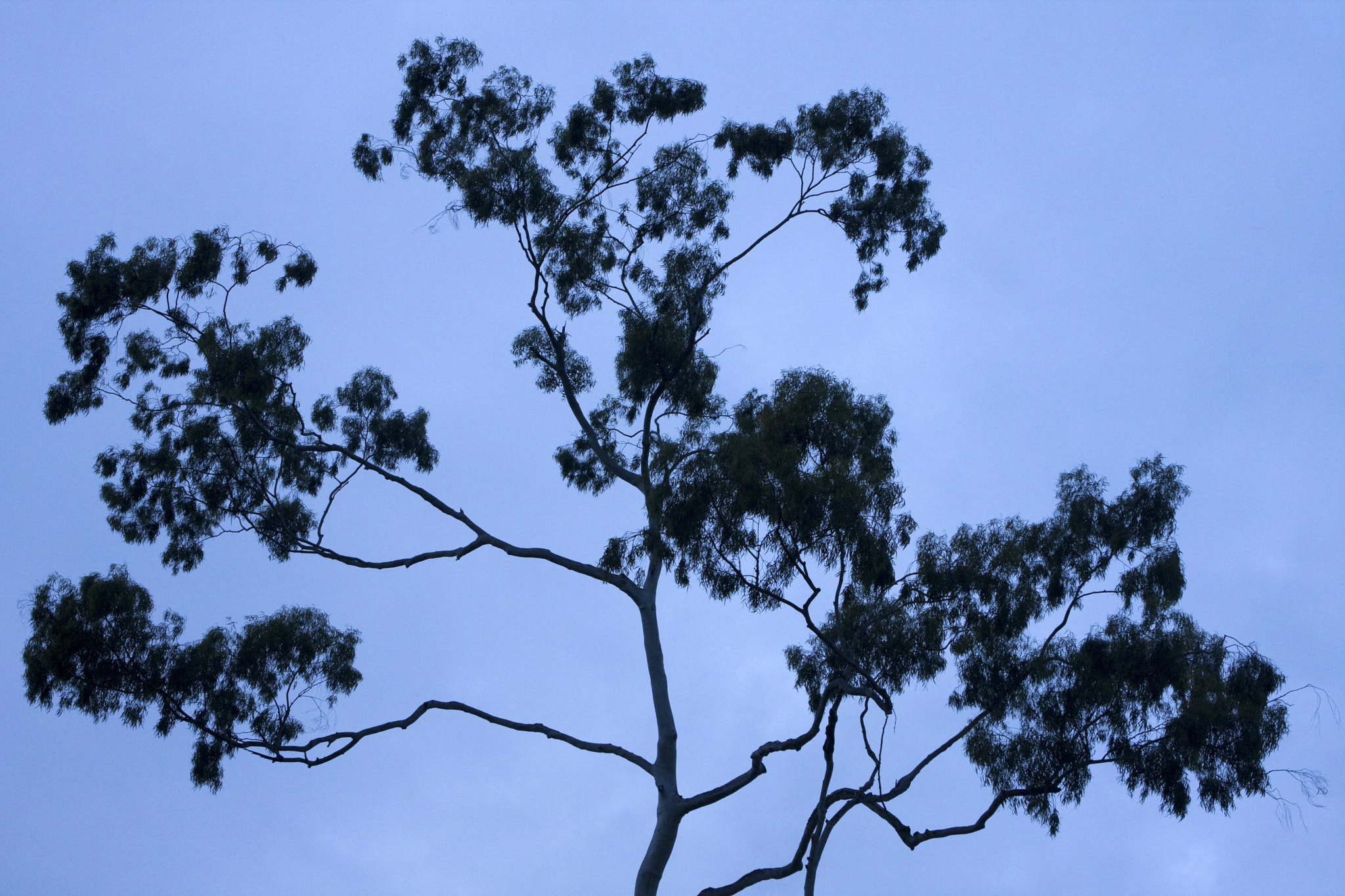 Canon EOS 40D + Canon EF 24-70mm F2.8L USM sample photo. Blue tree photography