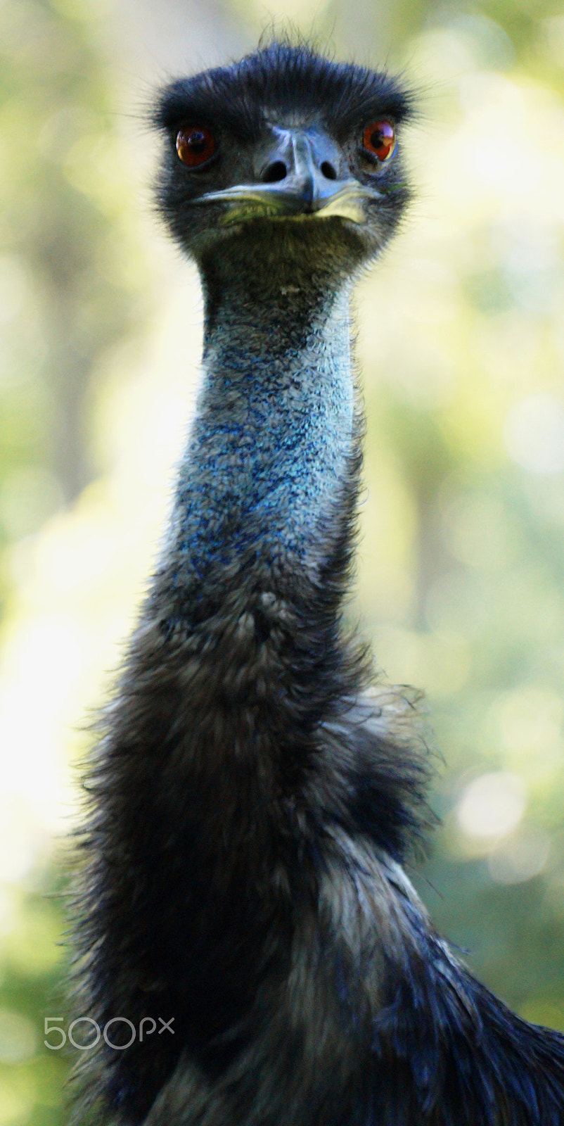 Sony E 55-210mm F4.5-6.3 OSS sample photo. Emu zing photography