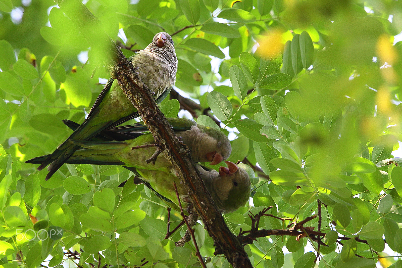 Canon EF 300mm F2.8L IS USM sample photo. Ahh l'amour....    :)) photography