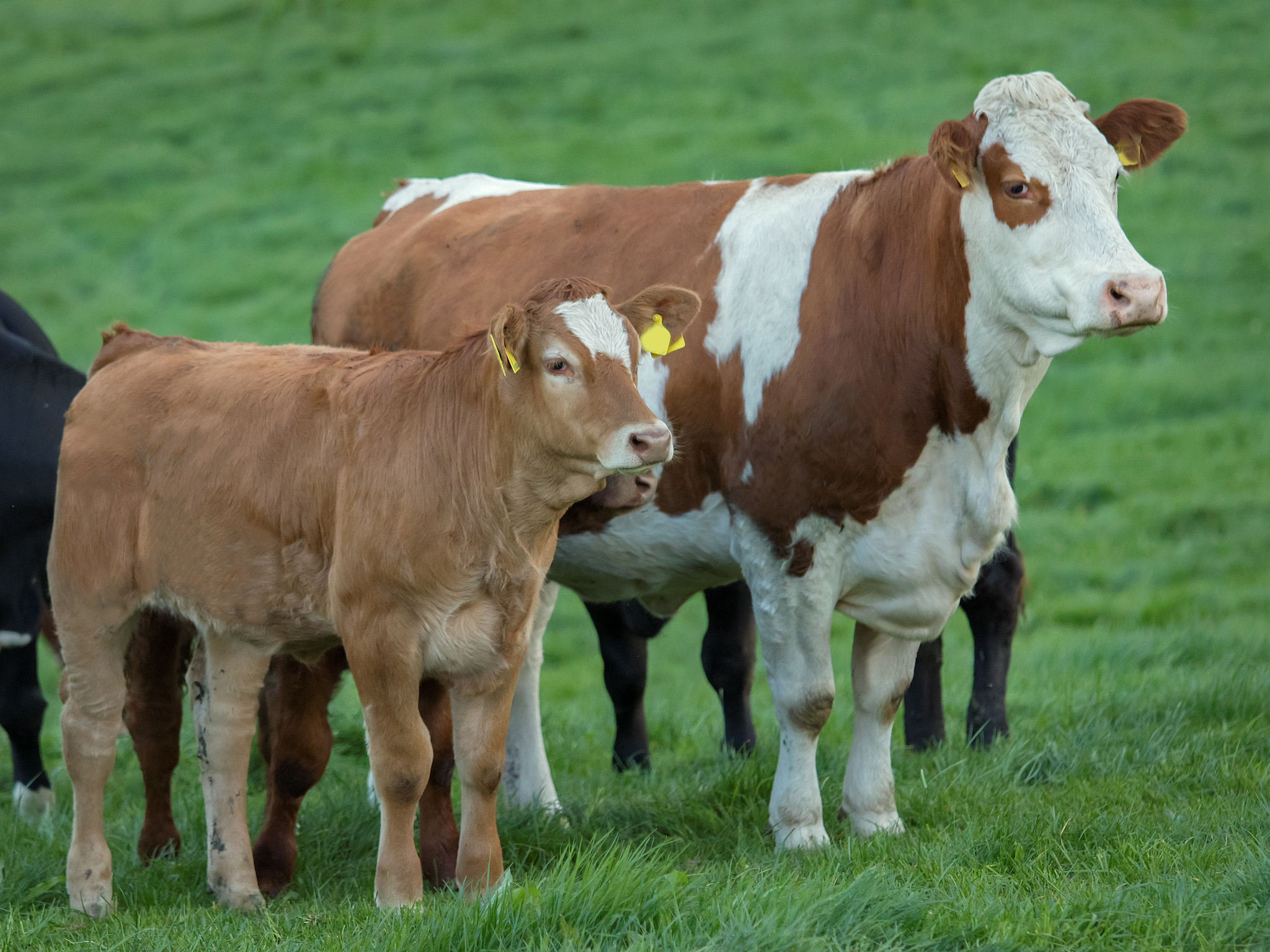 Canon EOS 80D + Canon EF 70-200mm F4L IS USM sample photo. Sim cow lim calf photography