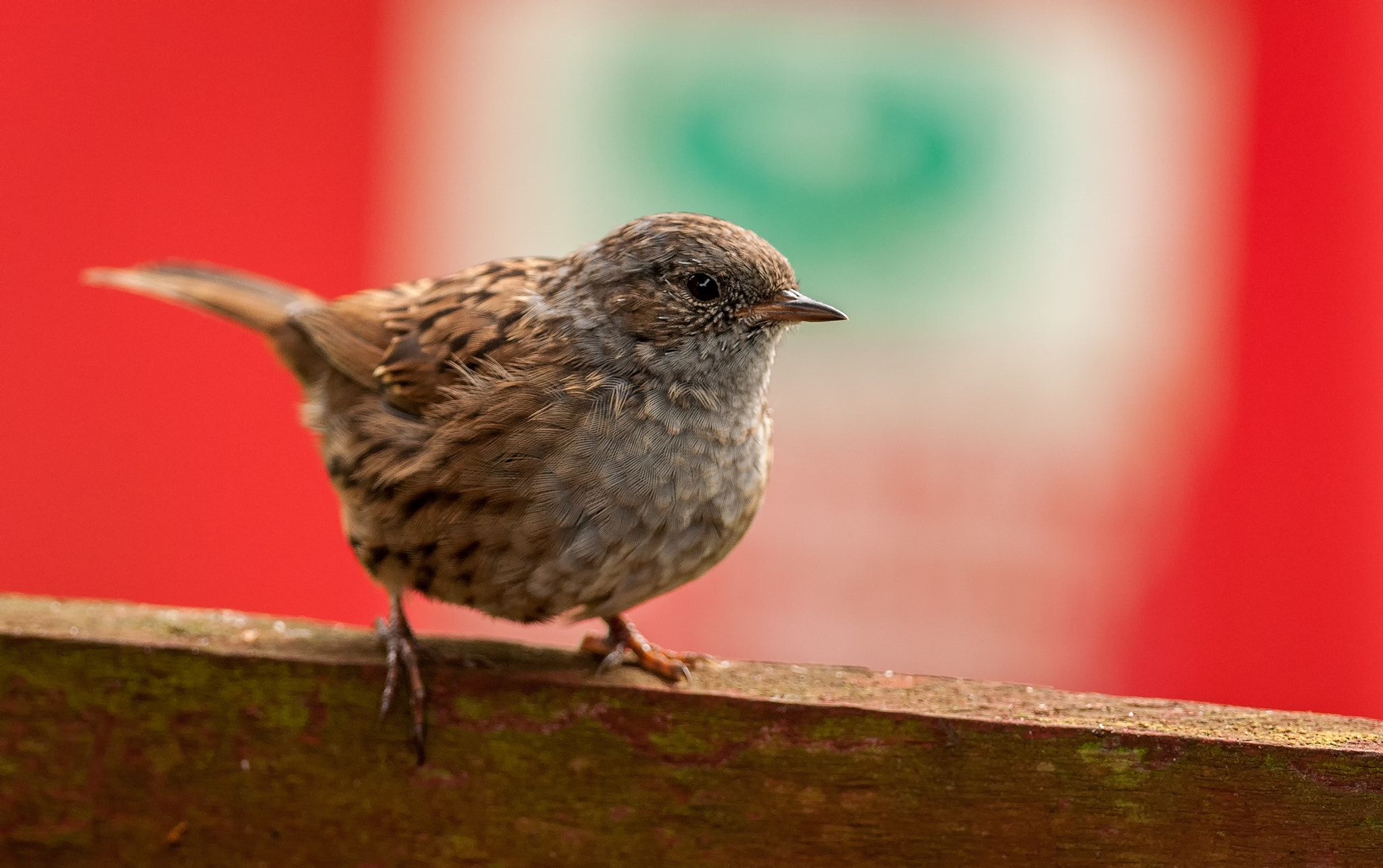Nikon AF-S Nikkor 300mm F4D ED-IF sample photo. Dunnock - prunella modularis photography