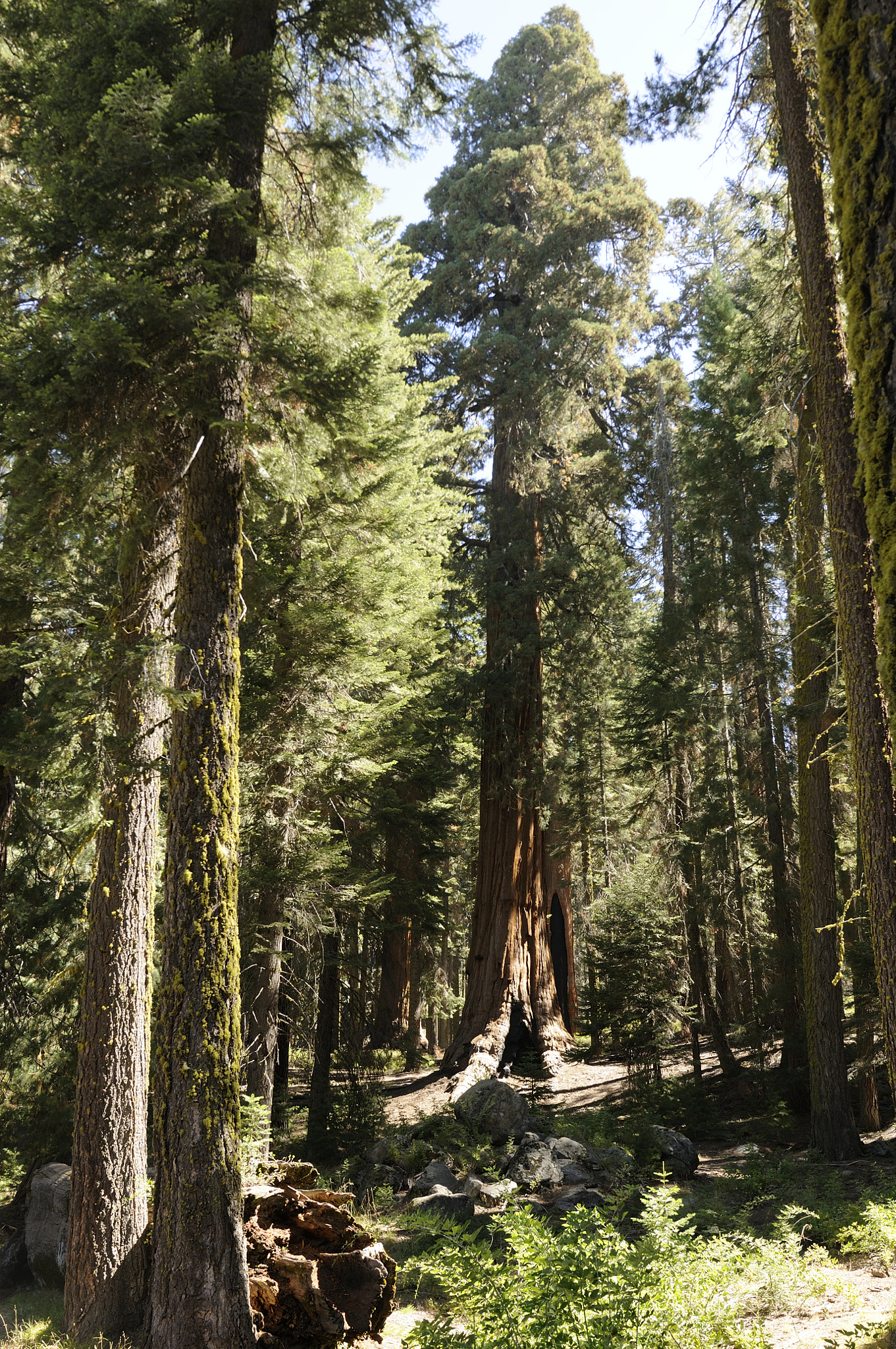Nikon AF-S Nikkor 14-24mm F2.8G ED sample photo. Sequoia - 01 photography