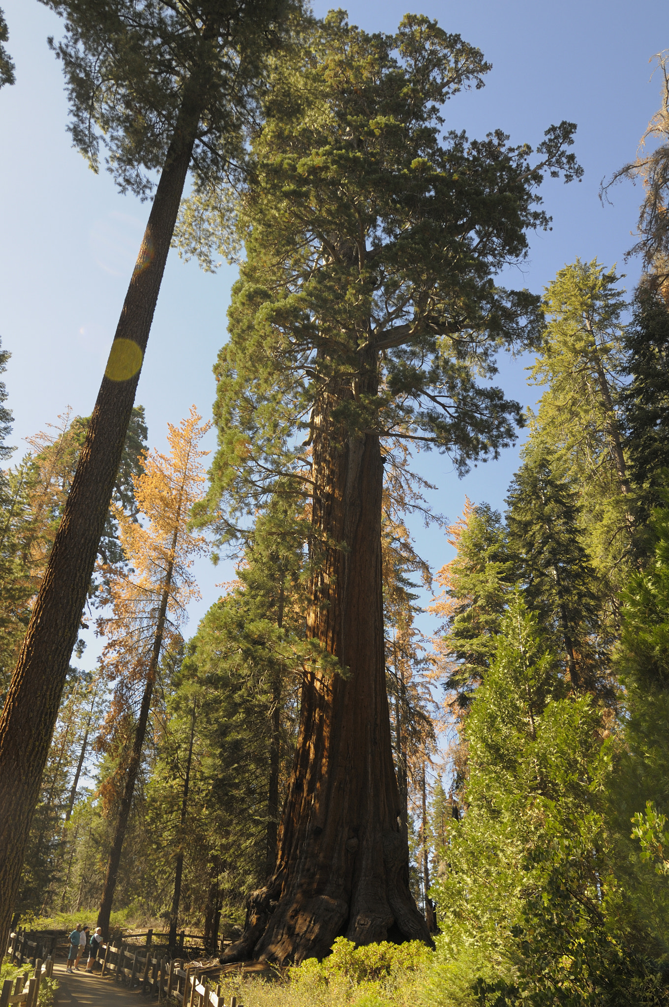 Nikon AF-S Nikkor 14-24mm F2.8G ED sample photo. Sequoia - 02 photography
