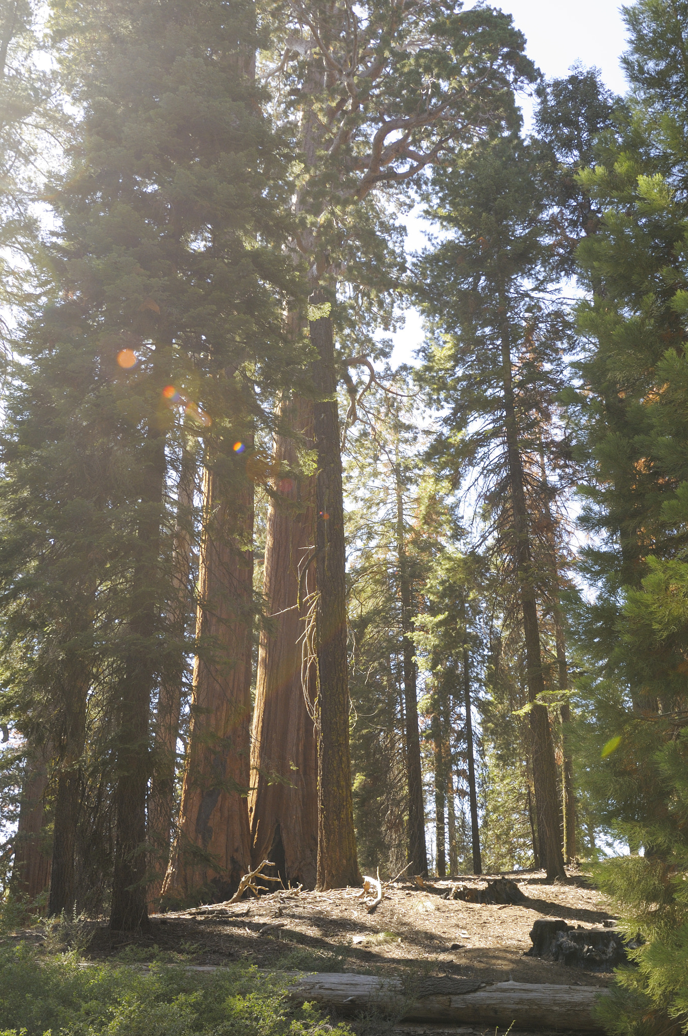 Nikon AF-S Nikkor 14-24mm F2.8G ED sample photo. Sequoia - 03 photography