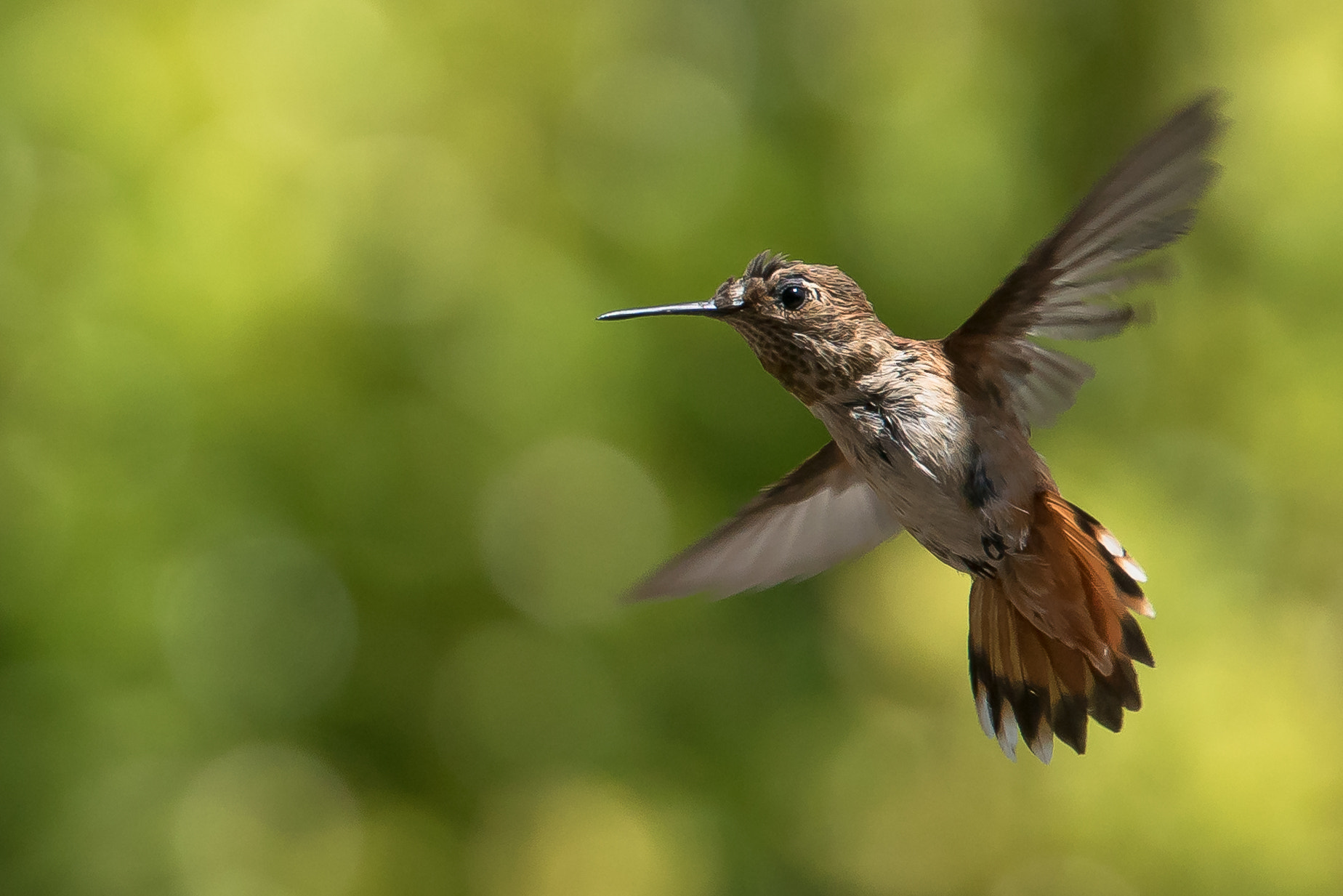 Sony ILCA-77M2 + Tamron SP 70-200mm F2.8 Di VC USD sample photo. ... photography