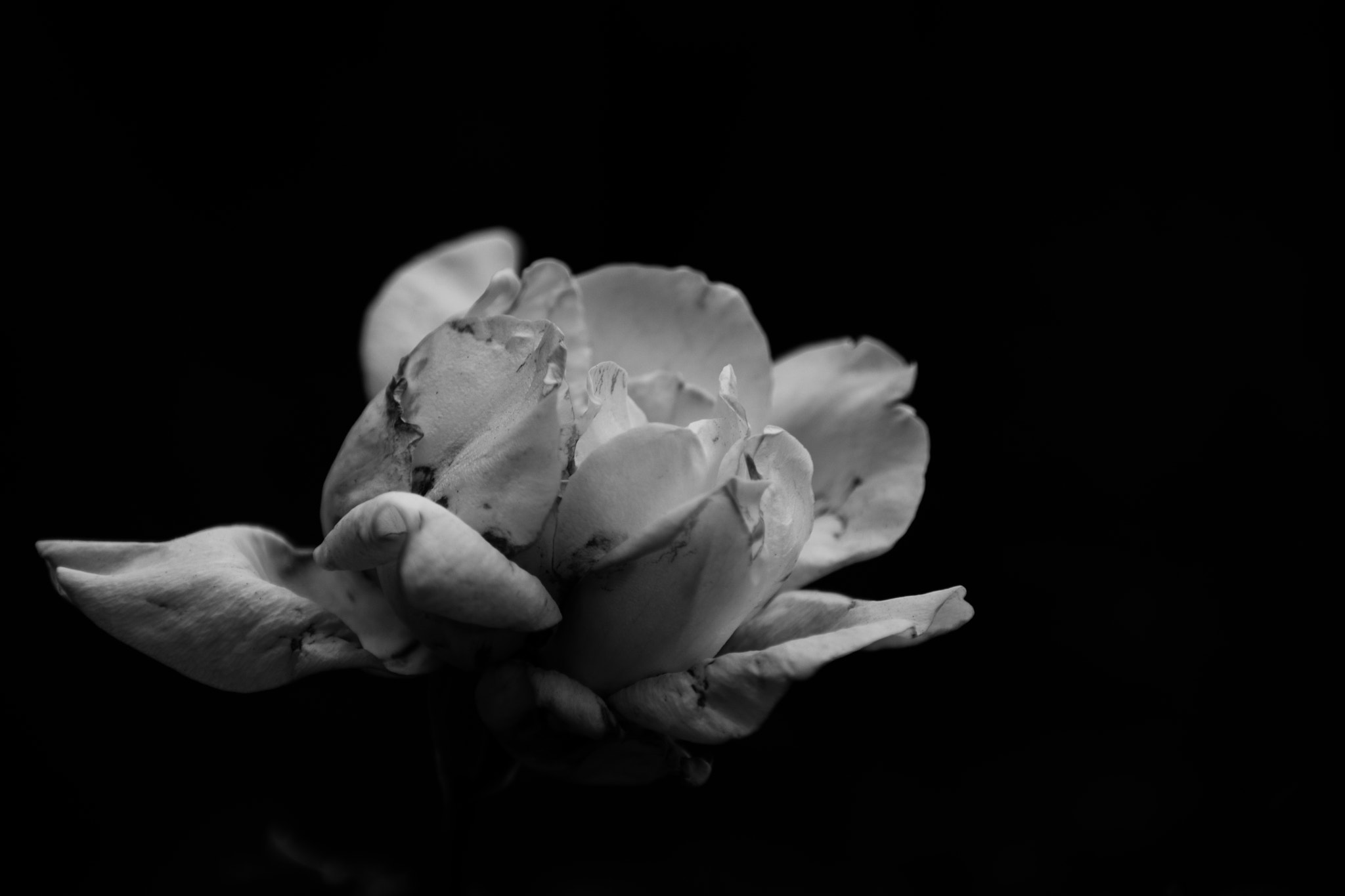 Canon EF 70-200mm F2.8L IS II USM sample photo. Withered photography