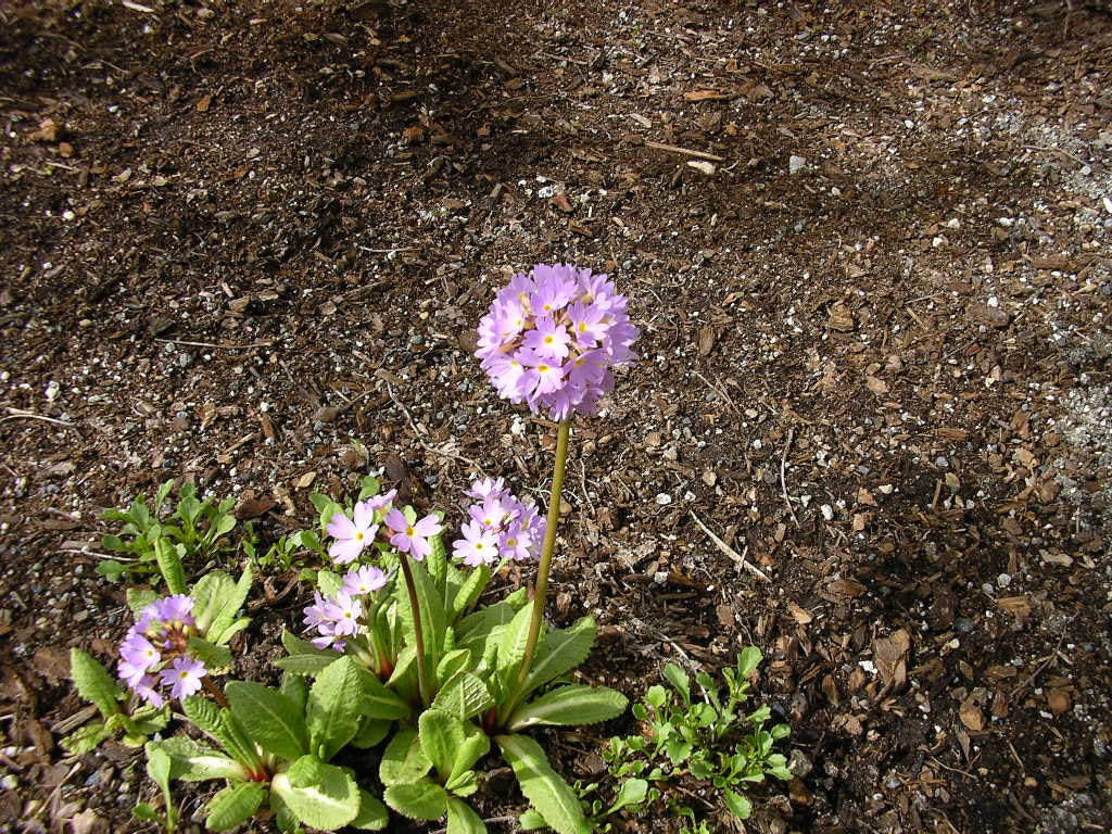 Pentax OPTIO 30 sample photo. Flowers in the wild photography