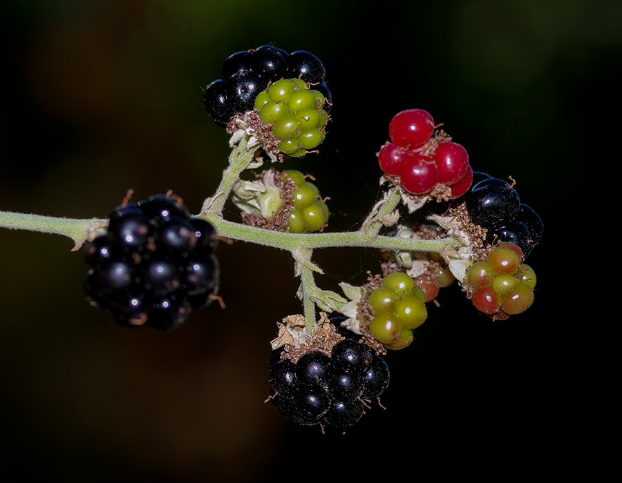 smc PENTAX-FA Macro 100mm F2.8 sample photo. Color photography