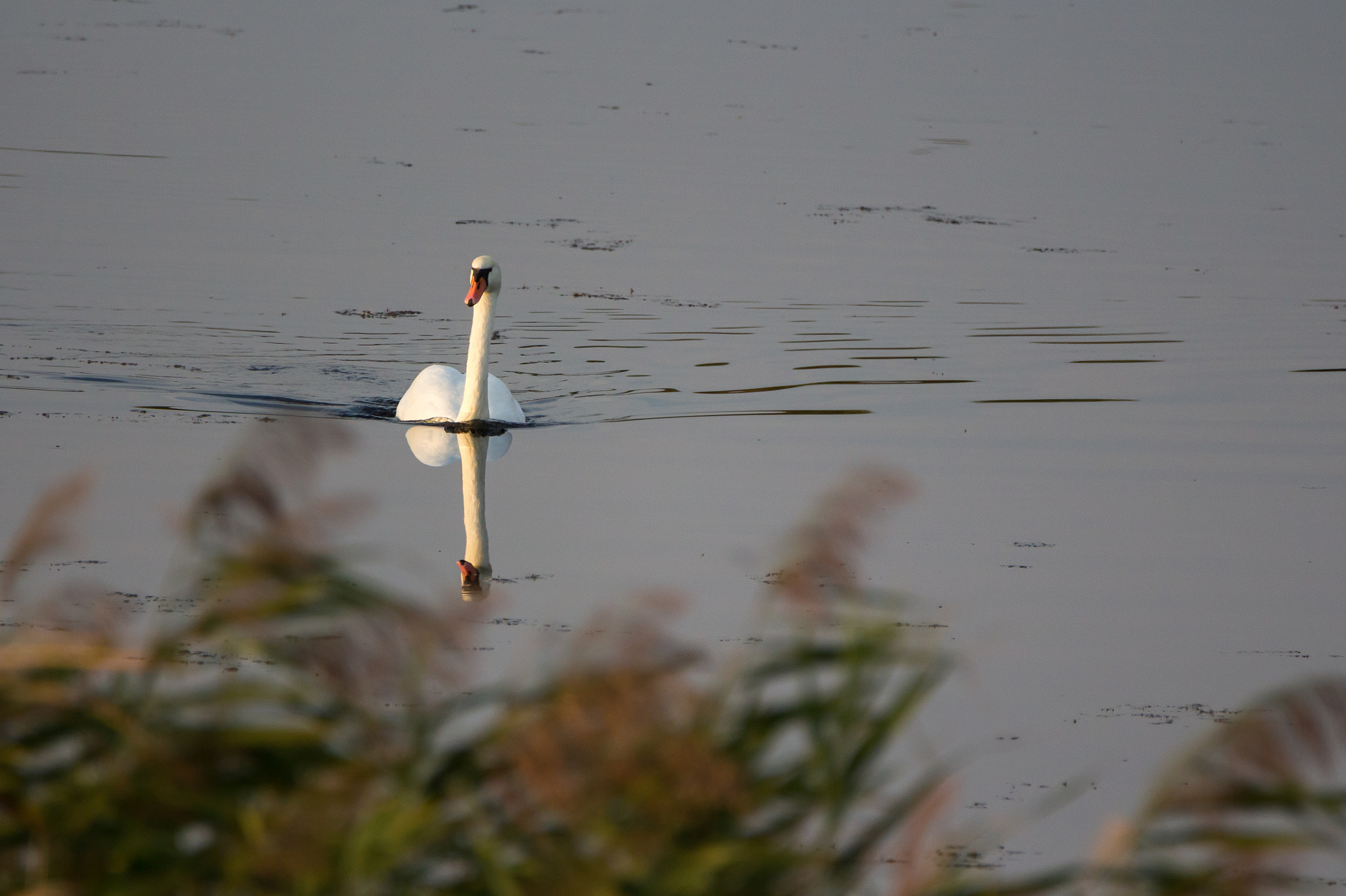 Canon EOS 700D (EOS Rebel T5i / EOS Kiss X7i) + Tamron SP 150-600mm F5-6.3 Di VC USD sample photo. Lonely swan photography