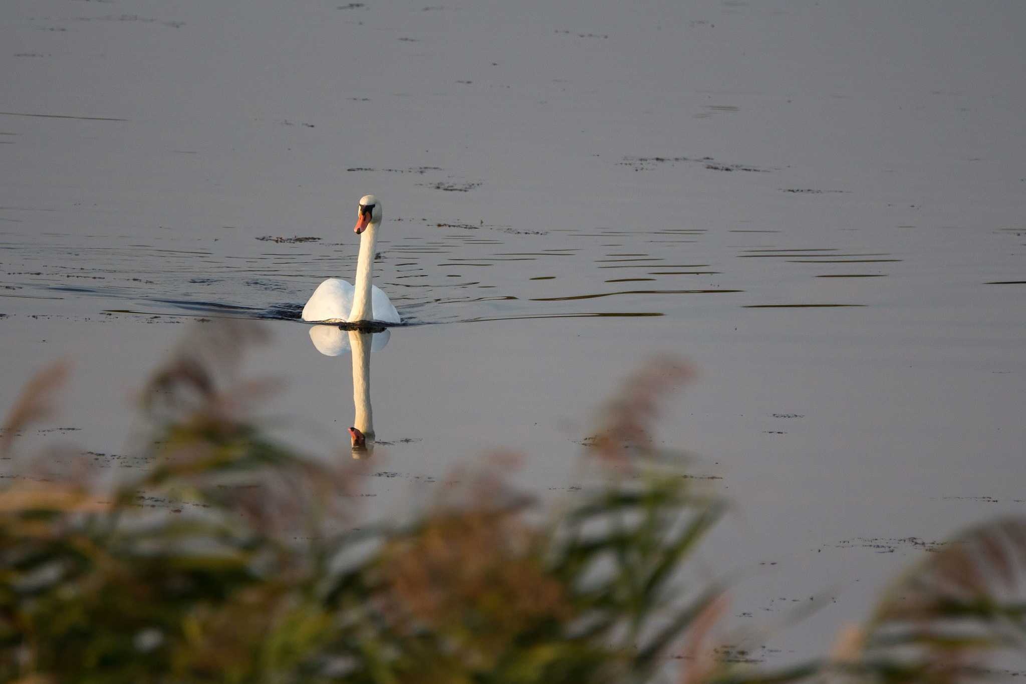 Tamron SP 150-600mm F5-6.3 Di VC USD sample photo. Lonely swan photography