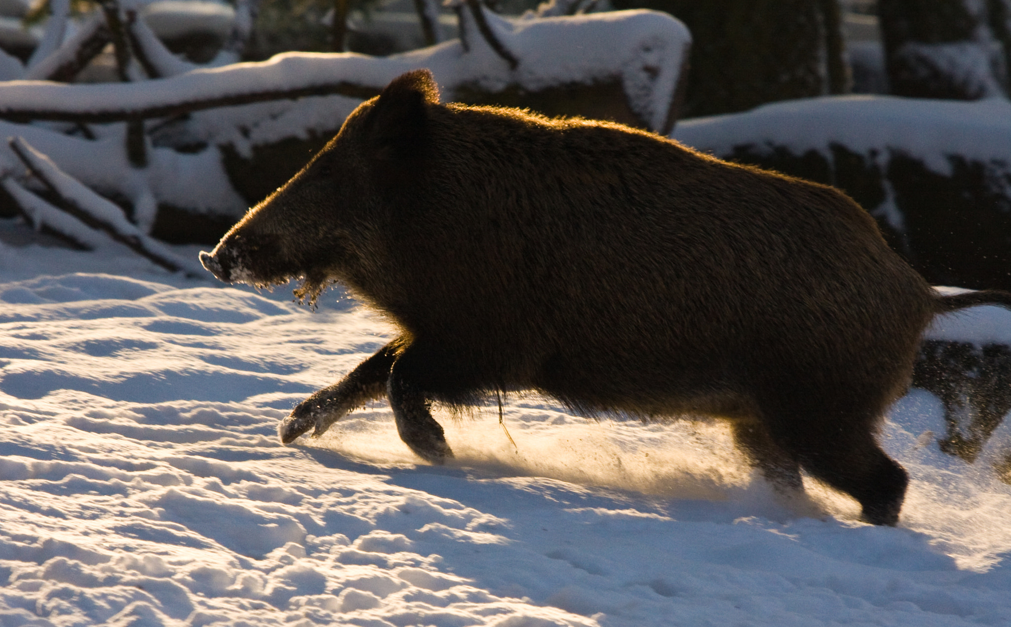 Canon EF 100-400mm F4.5-5.6L IS USM sample photo. Wildsau photography