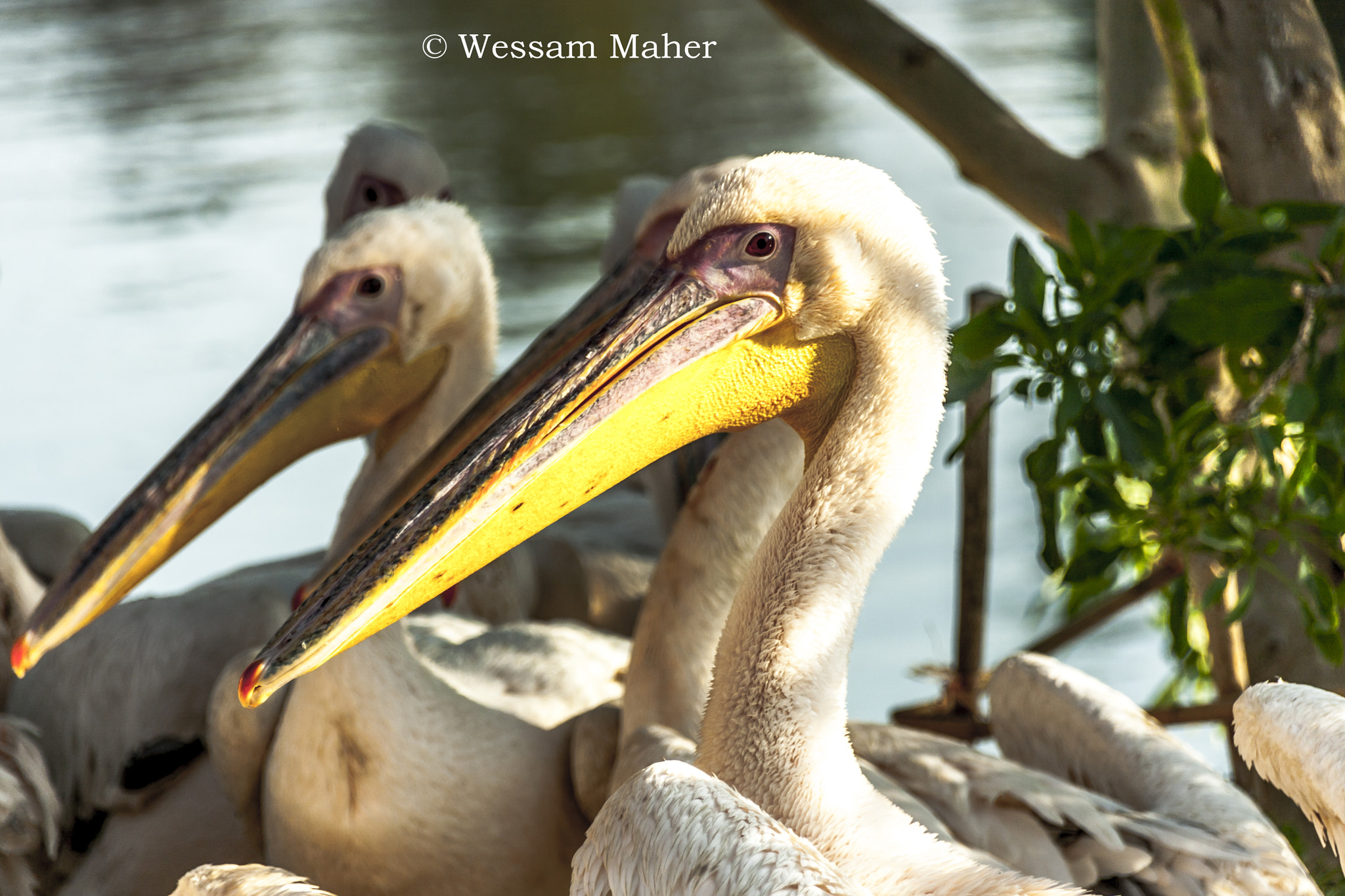 Sigma 18-250mm F3.5-6.3 DC OS HSM sample photo. Pelican photography
