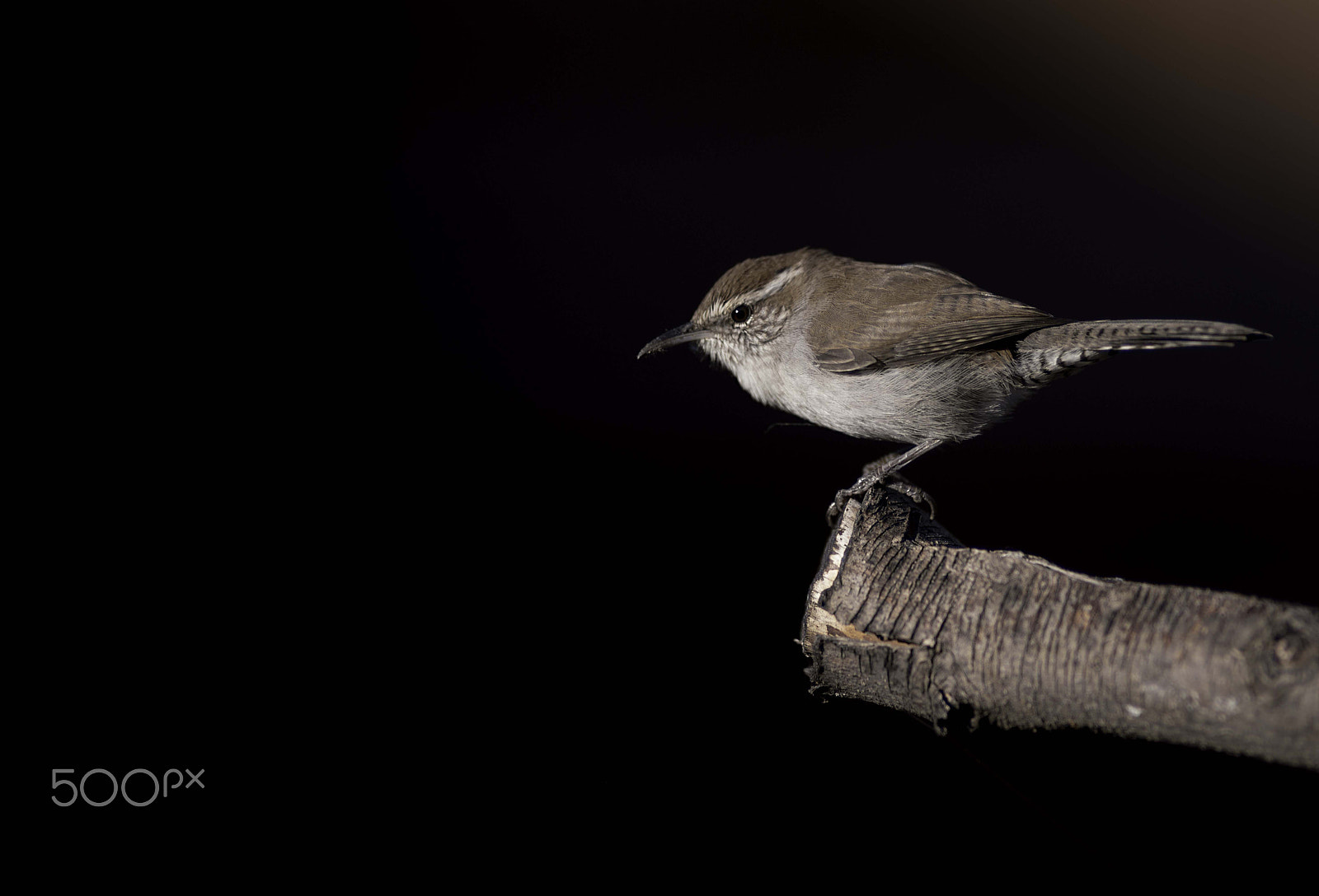 Nikon AF-S Nikkor 300mm F2.8G ED VR II sample photo. Coppell texas photography