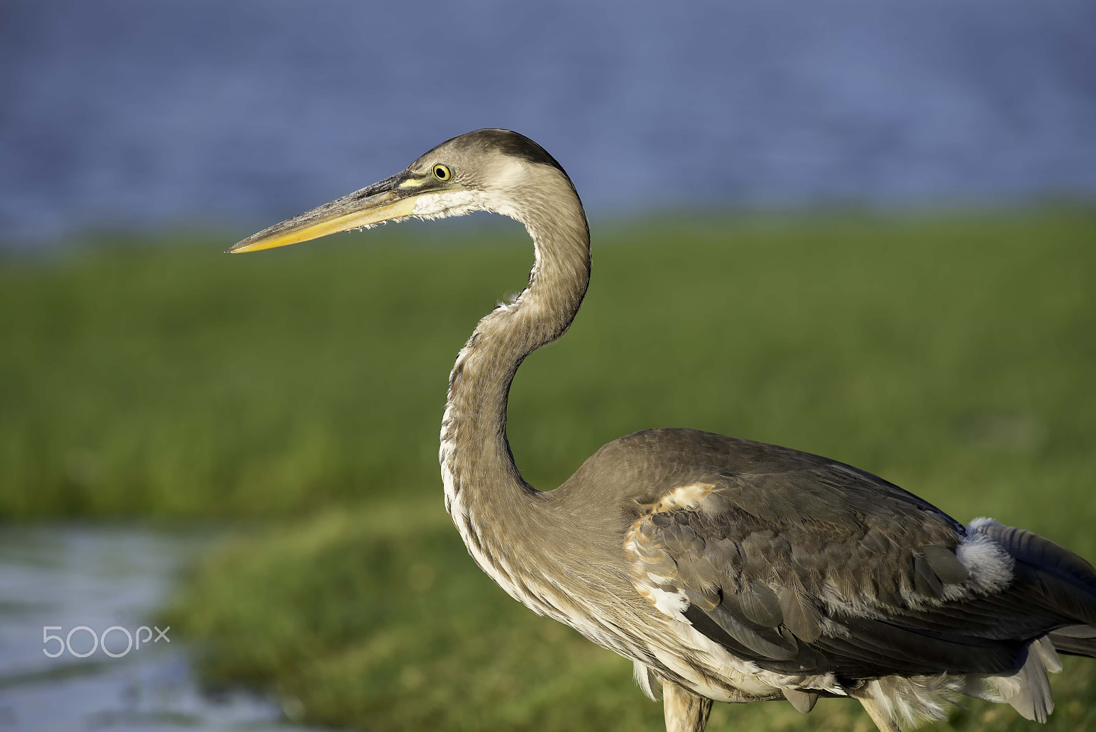 Nikon AF-S Nikkor 300mm F2.8G ED VR II sample photo. Coppell texas photography