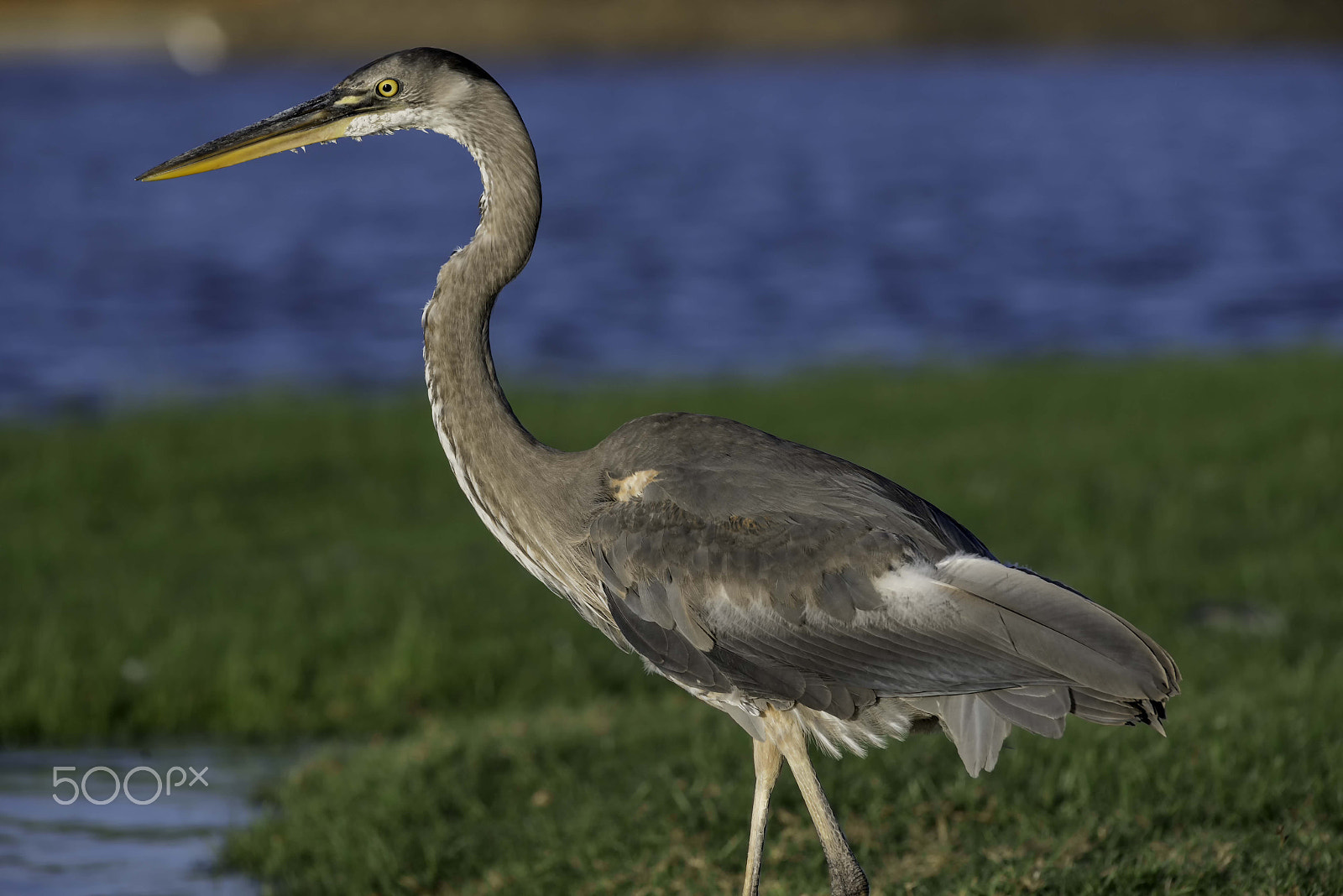 Nikon AF-S Nikkor 300mm F2.8G ED VR II sample photo. Coppell texas photography