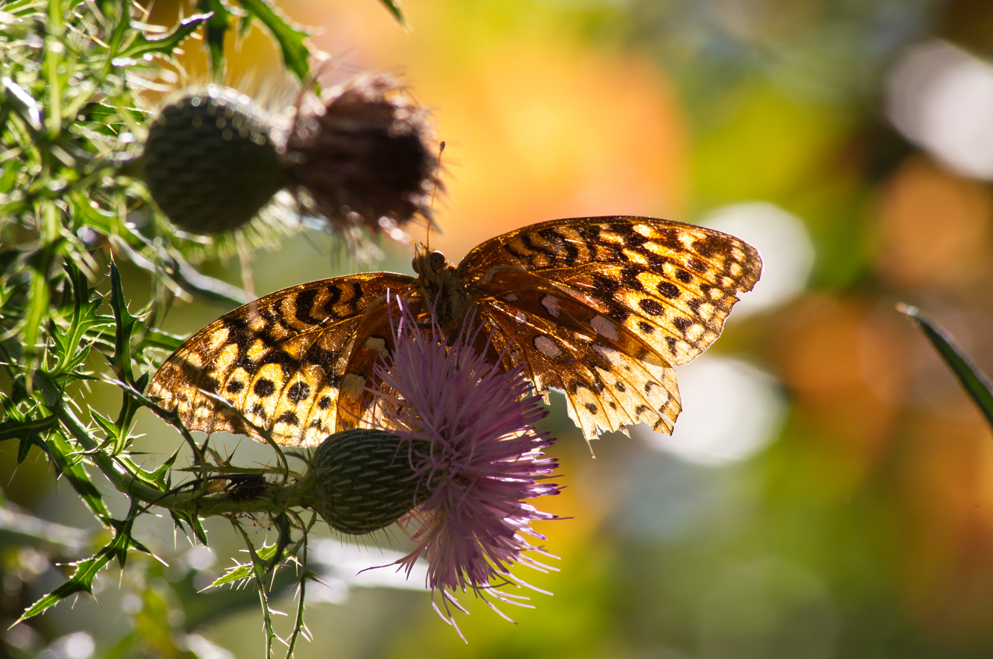 Pentax K-x + Sigma sample photo. Autumn colors photography