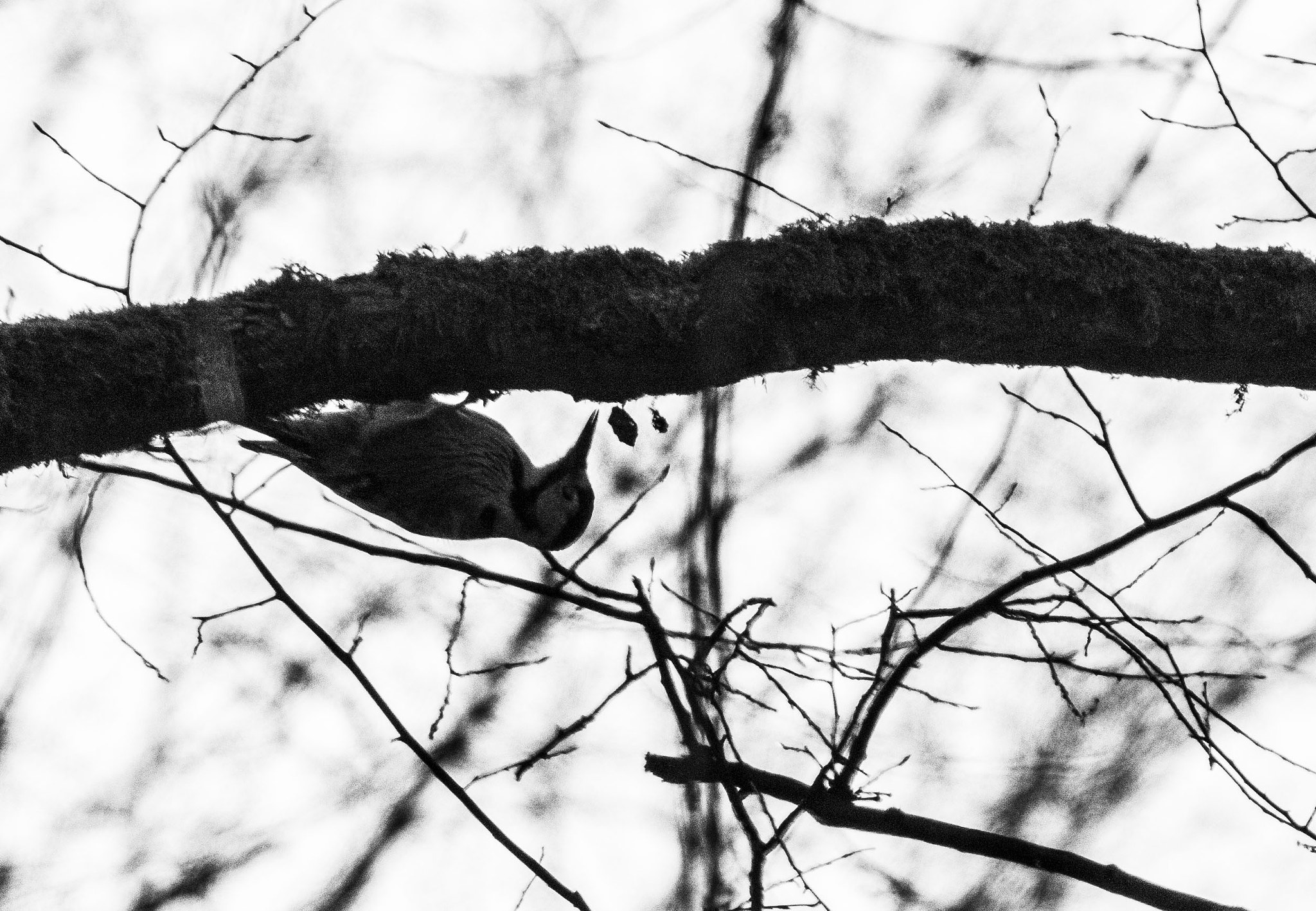 Canon EF-S 55-250mm F4-5.6 IS sample photo. Working hard photography