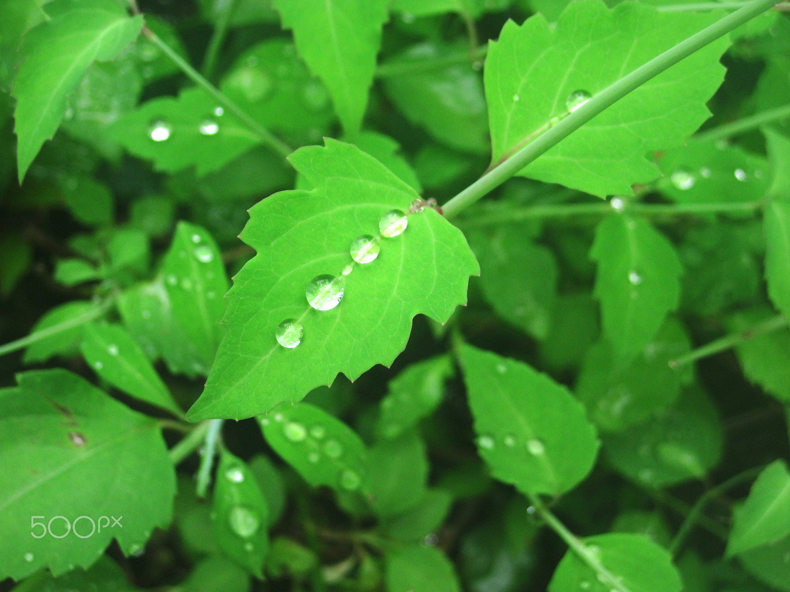 Canon PowerShot D10 sample photo. Drops photography