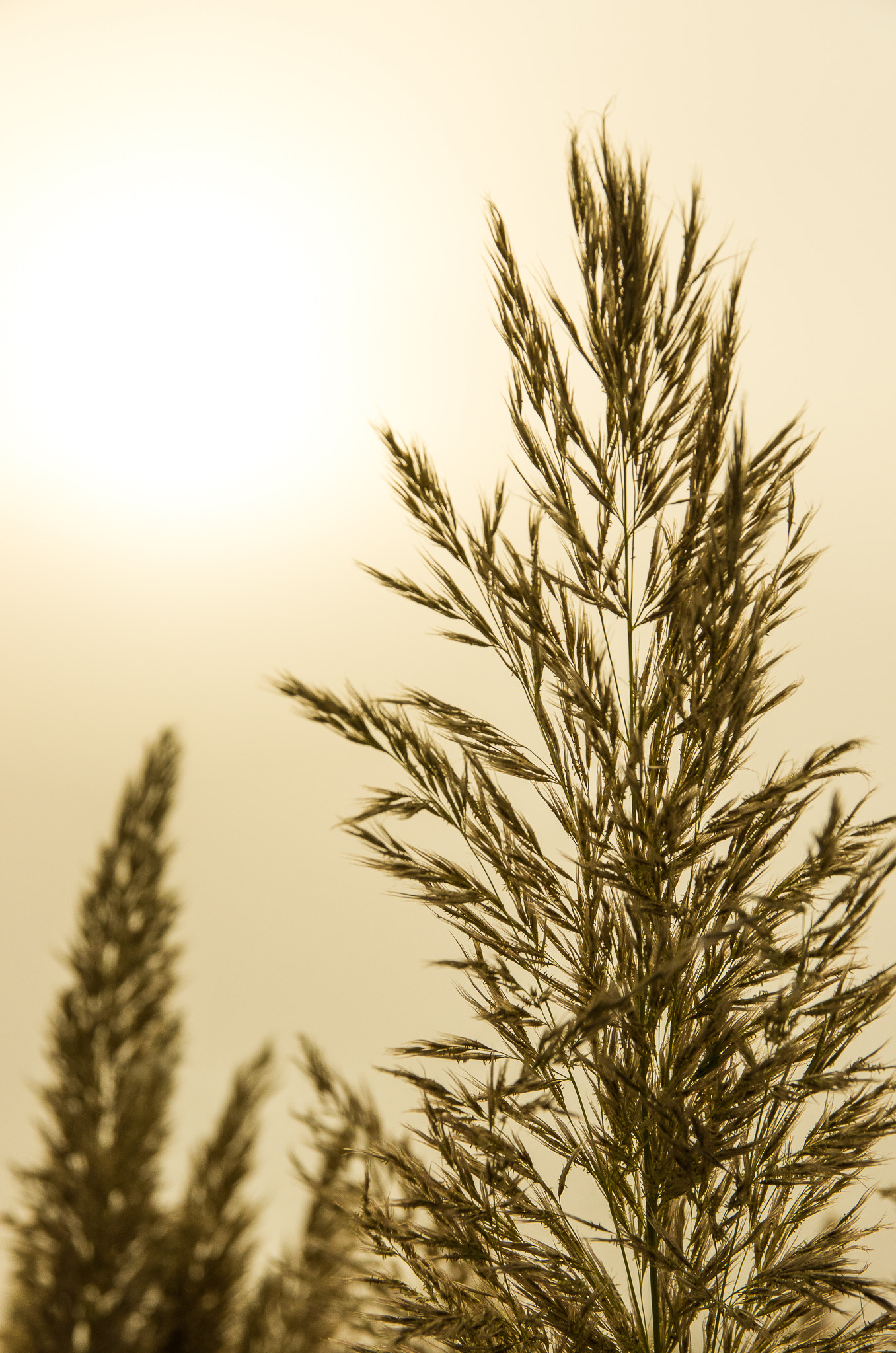 Sigma 17-70mm F2.8-4 DC Macro HSM | C sample photo. Hot sunset photography
