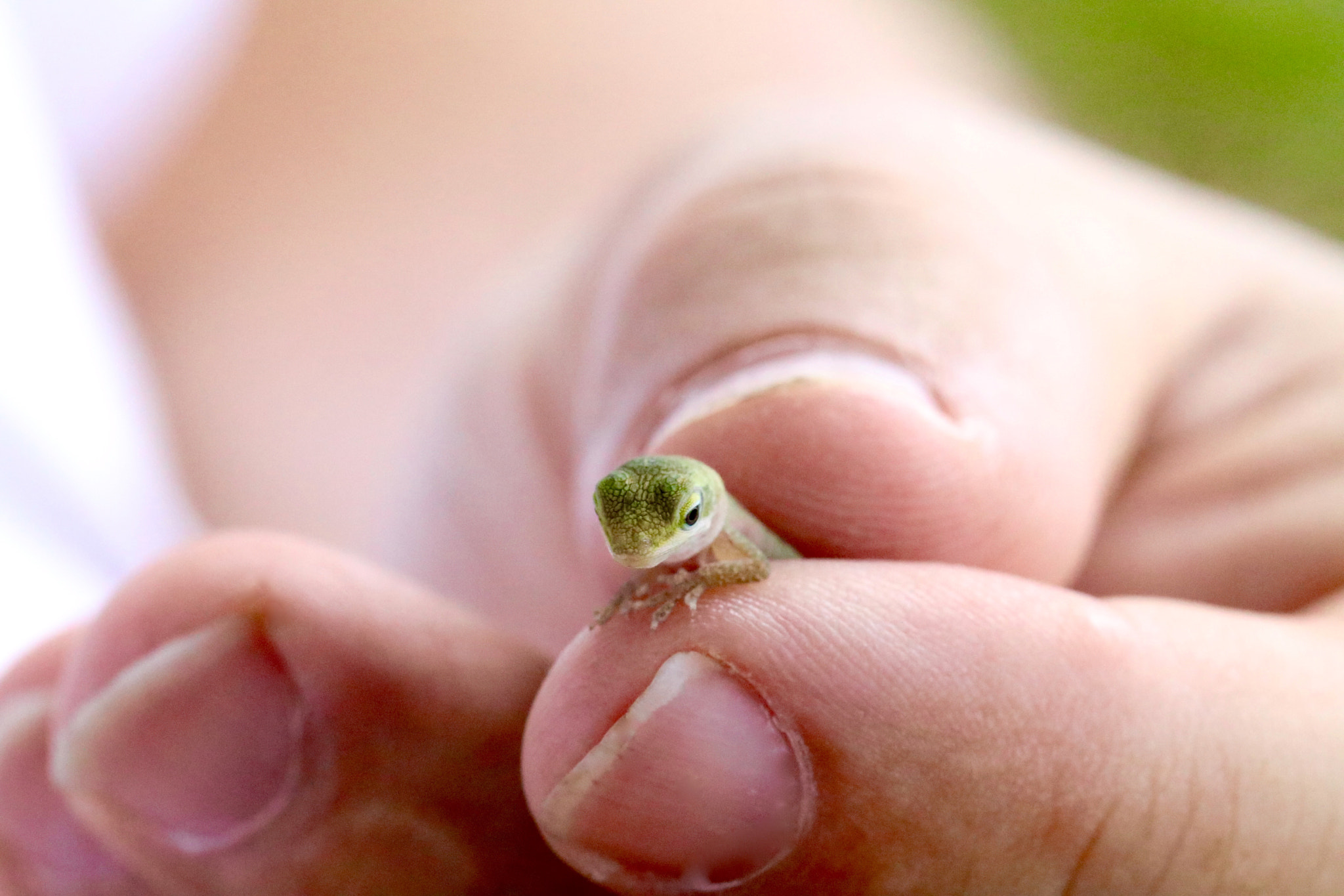 Canon EOS 80D + Canon EF 100mm F2.8L Macro IS USM sample photo. Baby green anole in hand photography