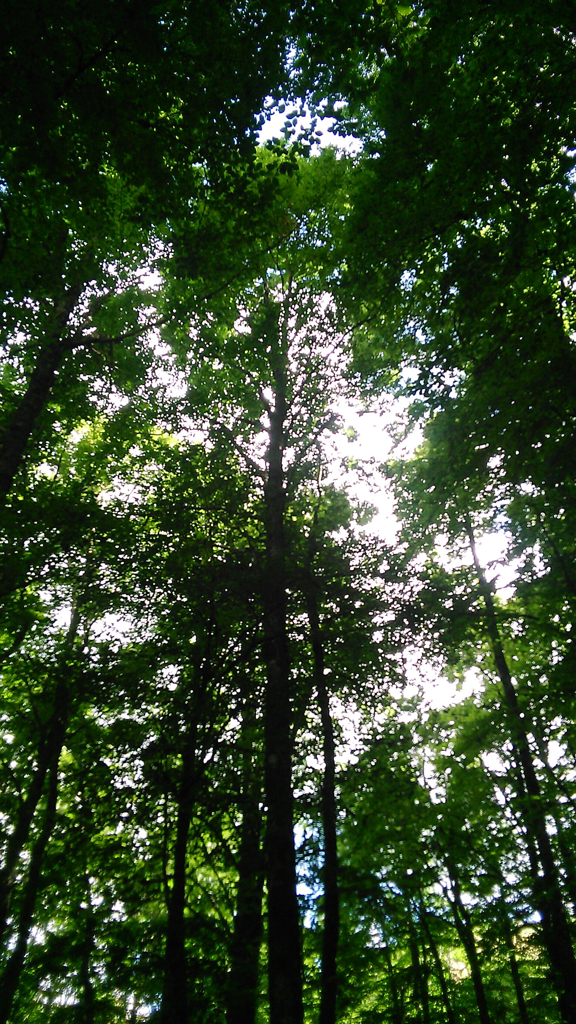 HUAWEI G620S-L01 sample photo. Particolare foresta photography