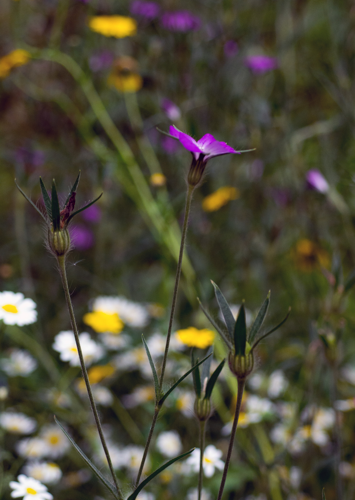 Nikon D7100 + AF Micro-Nikkor 60mm f/2.8 sample photo. It warms the cockles of my heart. photography