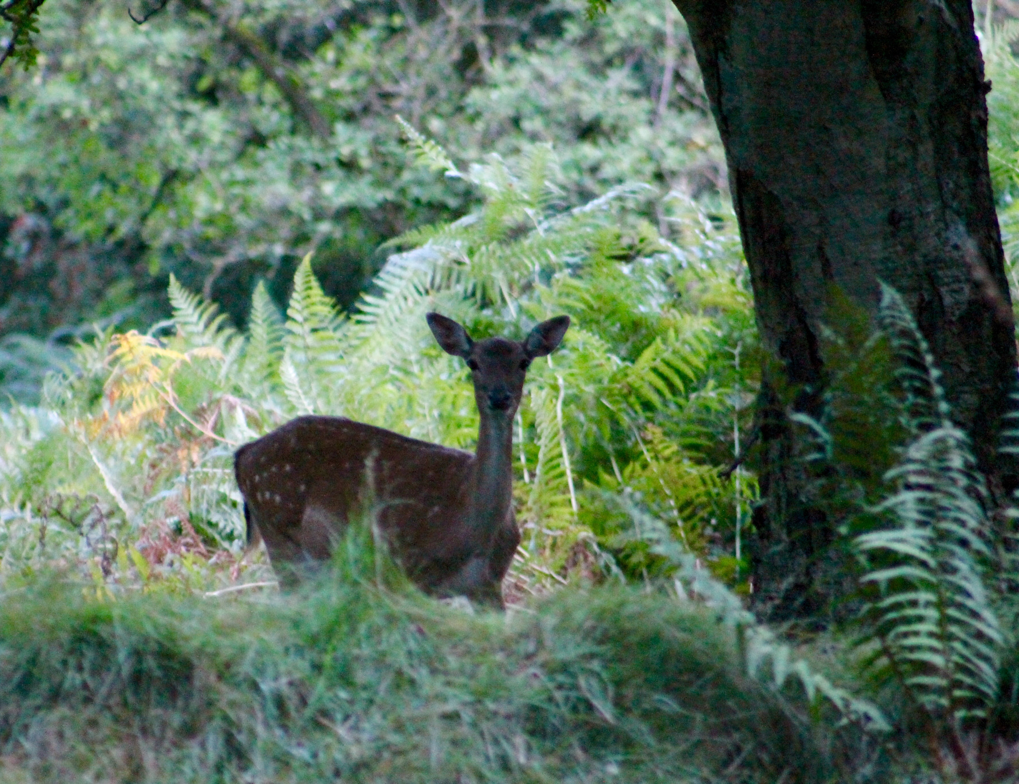 Canon EF75-300mm f/4-5.6 sample photo. Spotted by the you fallow deer on the edge of the forrest photography