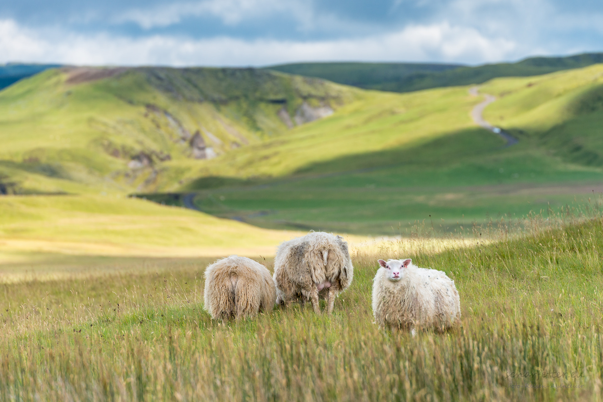 Nikon D800 + Sigma 50-500mm F4.5-6.3 DG OS HSM sample photo. Iceland sheeps photography