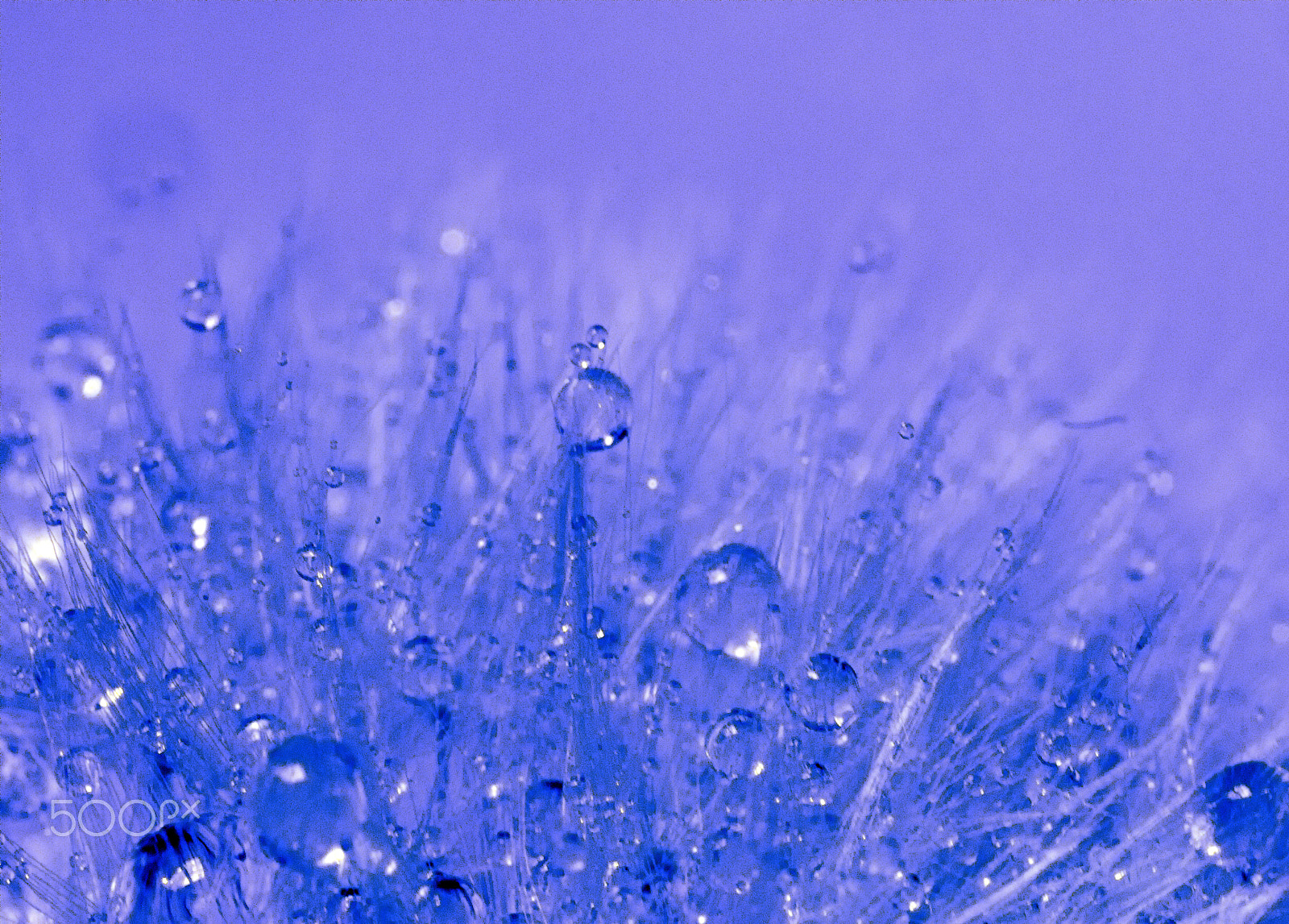 MACRO 50mm F2.8 sample photo. Blue abstract 3 photography