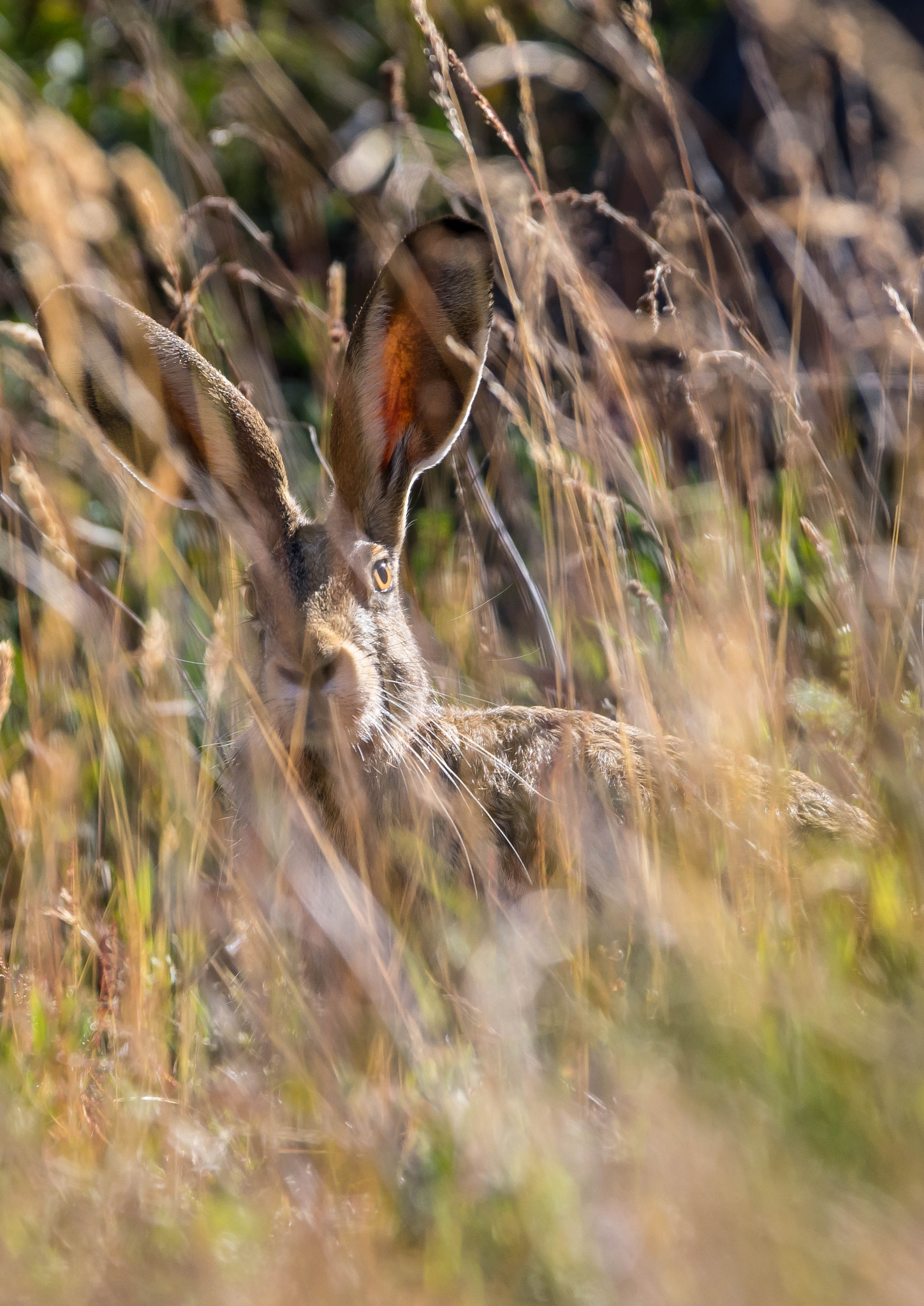 Sony a7 + Sony 70-400mm F4-5.6 G SSM sample photo. Patagonian hare photography