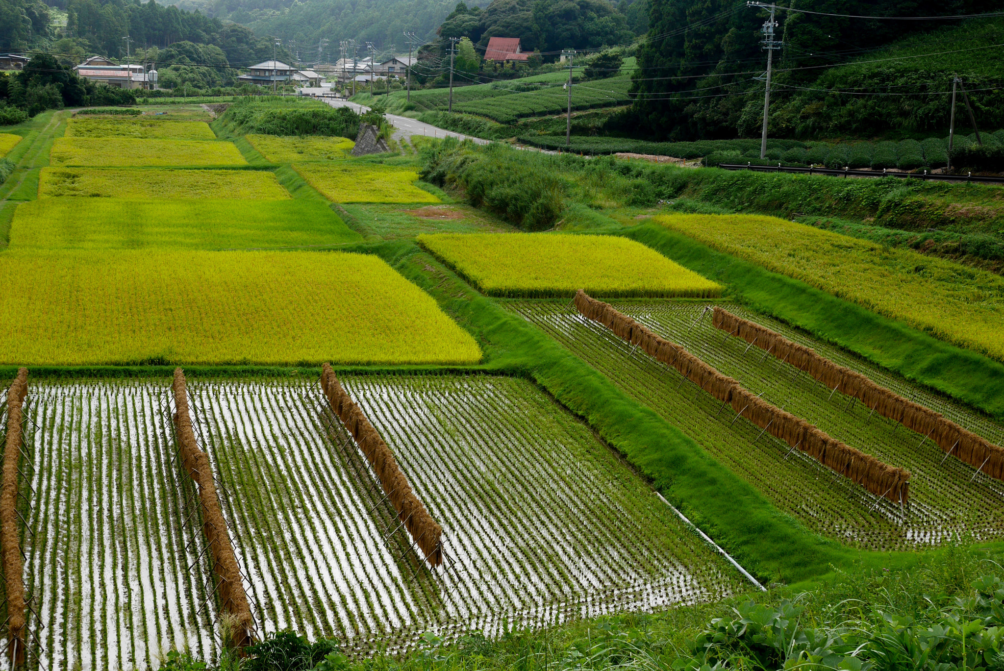 Panasonic Lumix DMC-GM5 sample photo. Rice field photography