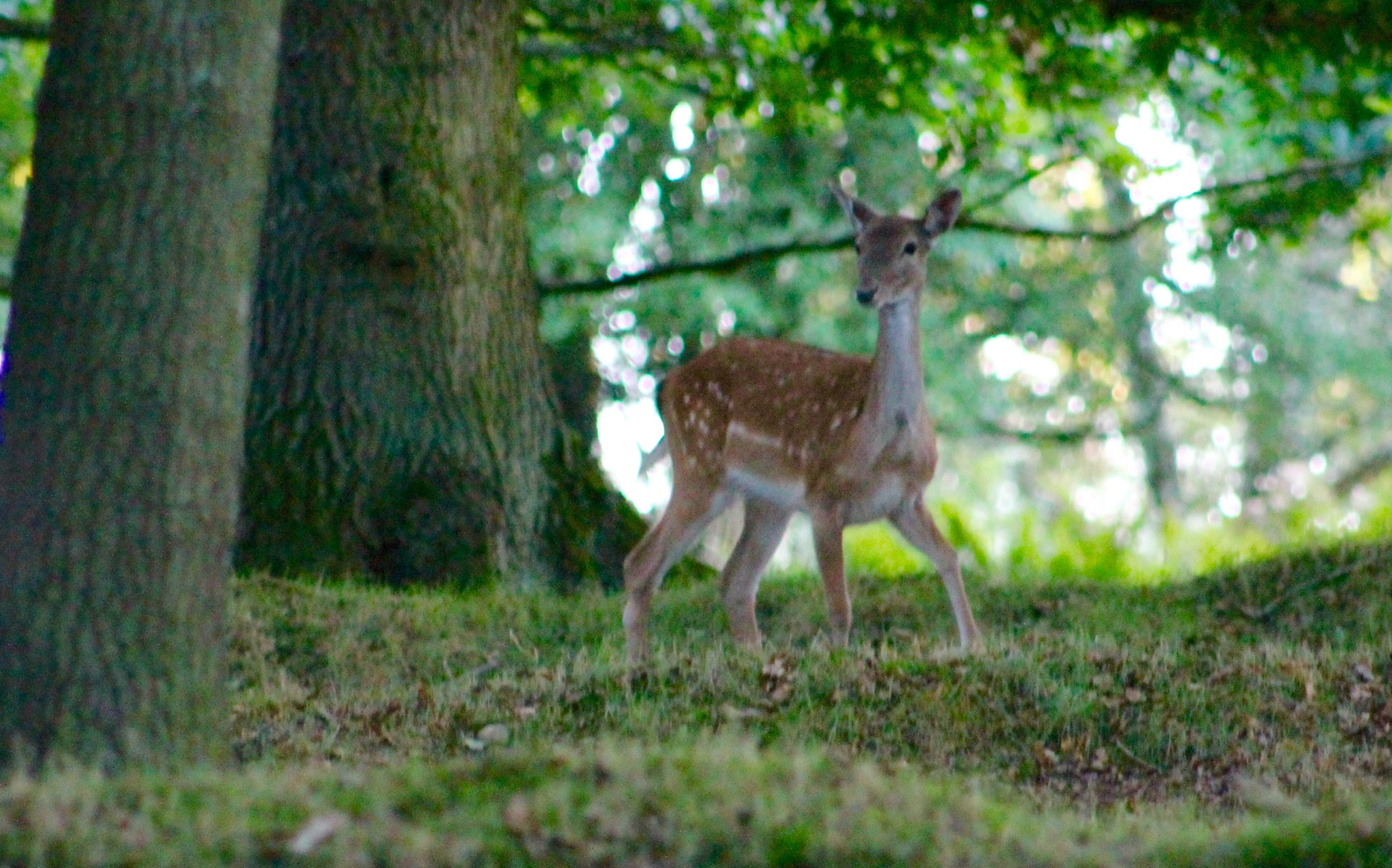 Canon EF75-300mm f/4-5.6 sample photo. Pretty little carefree fallow deer on the edge of cannock chase photography