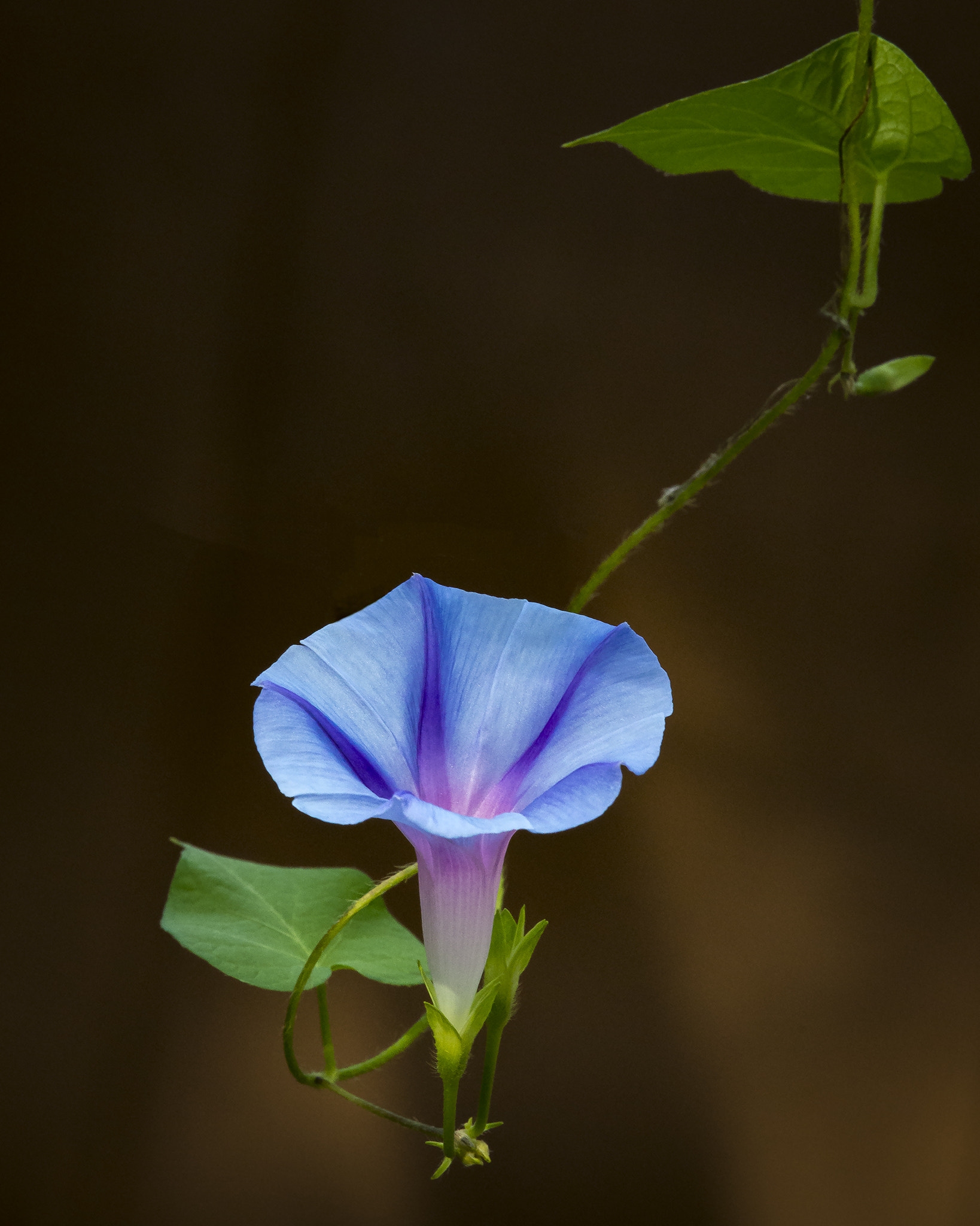 Nikon Nikkor AF-S 300mm F4E PF ED VR sample photo. Morning glory photography