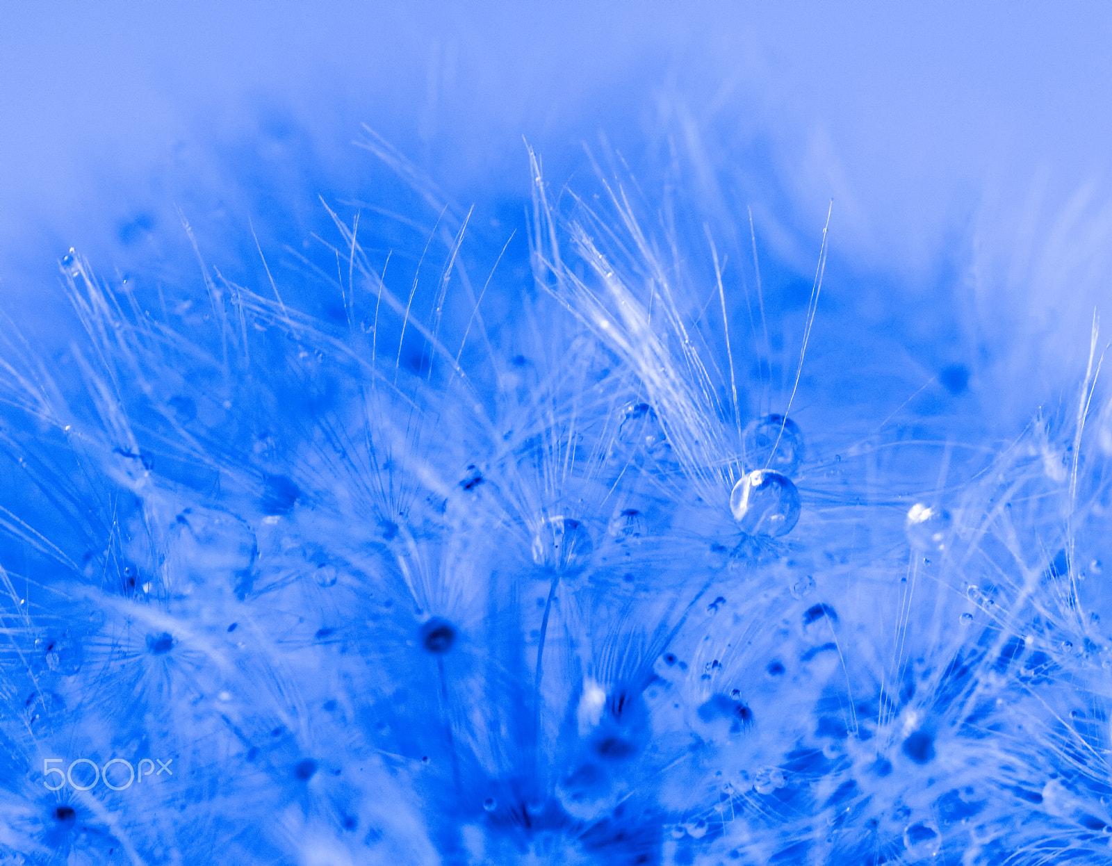 MACRO 50mm F2.8 sample photo. Blue abstract 2 photography