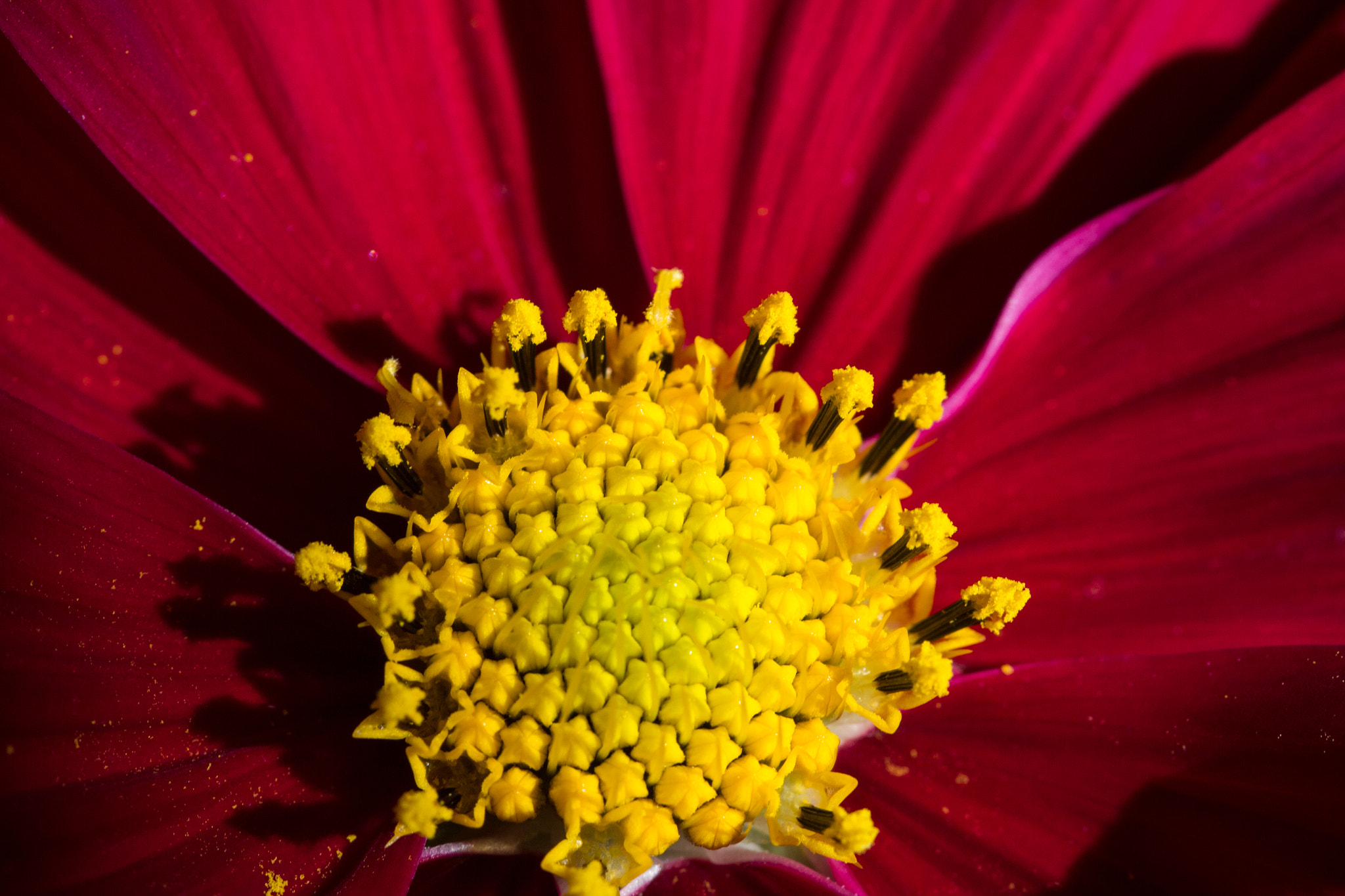 Canon EOS 60D + Sigma 105mm F2.8 EX DG Macro sample photo. Plenty of stars - une abondance d'étoile photography